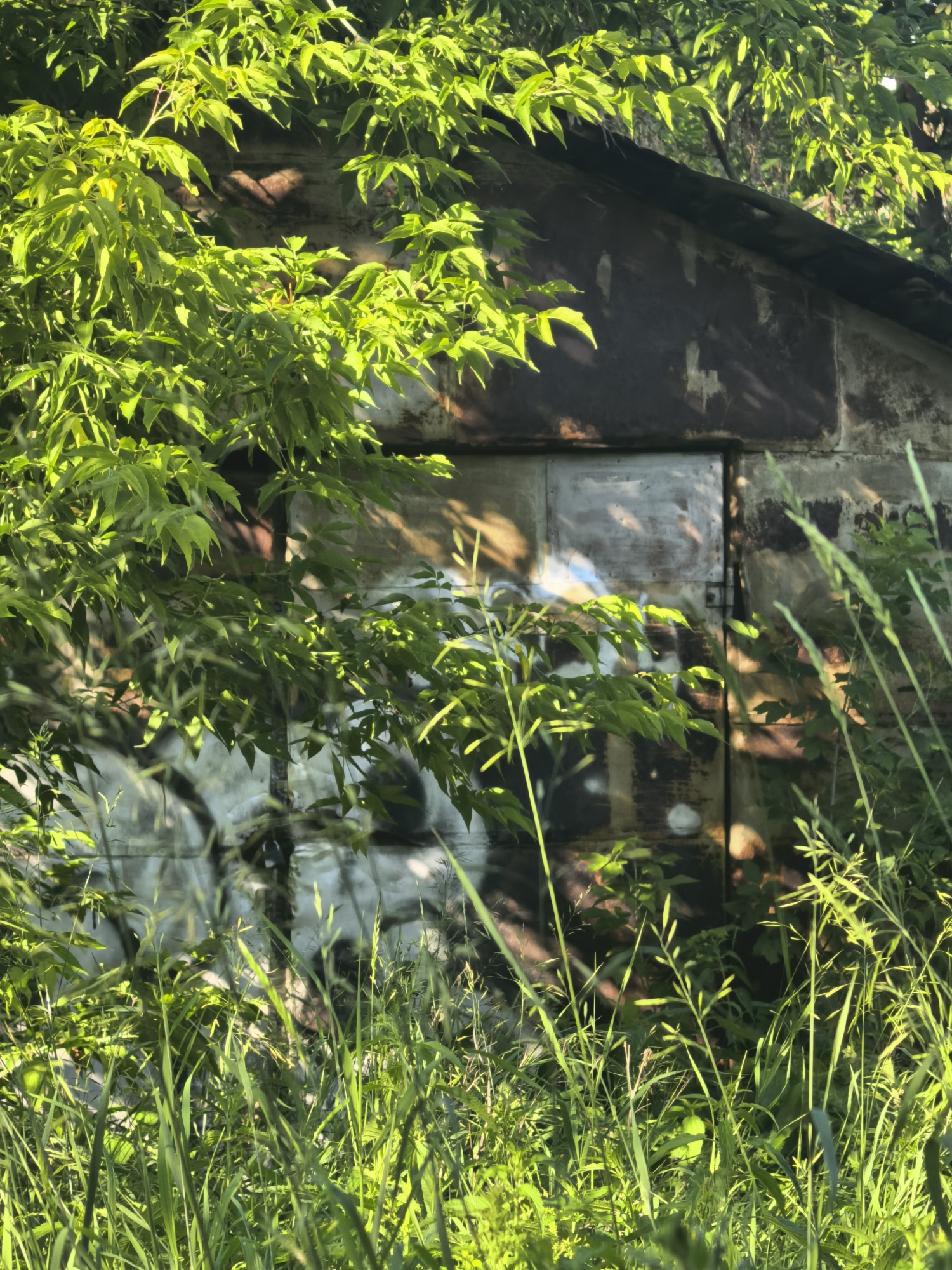 This is a medium shot, eye-level, vertical photograph taken outdoors on a sunny day. The primary subject is a weathered, rustic building facade with what appears to be corrugated metal siding, partially obscured by lush green foliage. The building's surface exhibits signs of age, with rust stains and faded paint or markings. There is some graffiti visible on the metal panels, appearing as white spray paint abstract shapes and possibly a stylized face or figure.
In the foreground and framing the sides of the image is tall, vibrant green grass and various leafy plants. Sunlight filters through the leaves, creating dappled shadows on the building and highlighting the textures of the foliage and the grass. The overall impression is one of nature reclaiming an old structure, with a sense of peacefulness and the warmth of a summer day. The time of day appears to be late afternoon or early evening, given the long shadows and warm light. There are no discernible people or specific objects to note, and no text other than the graffiti. The location is unknown, but it suggests an outdoor environment where an old building has been left to nature.