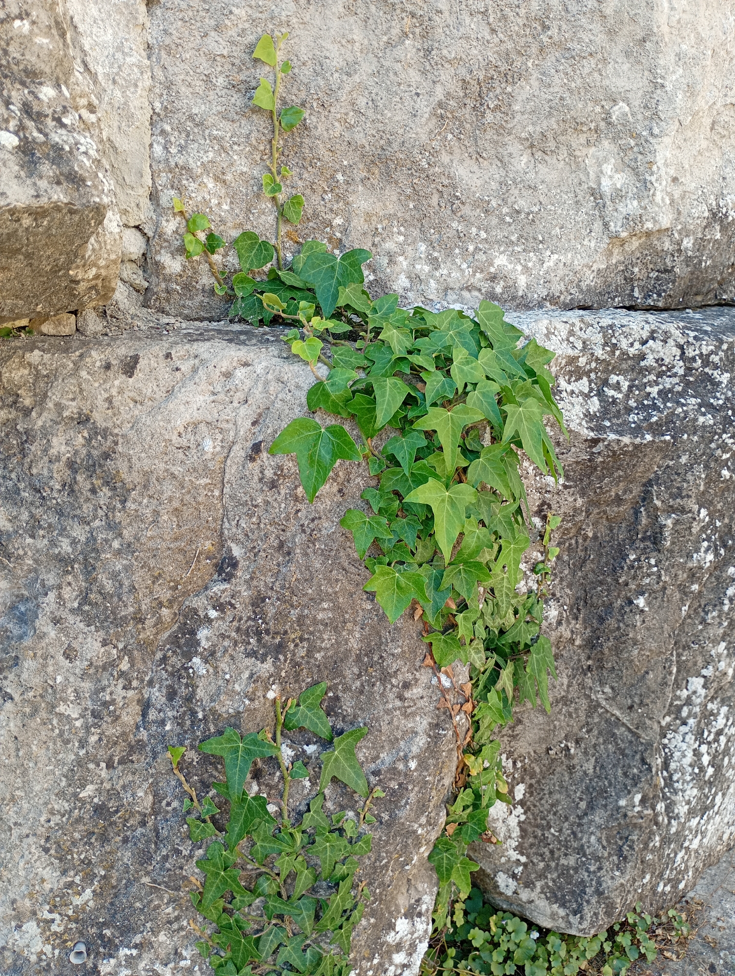 An overhead medium shot captures a section of an old stone wall with a patch of vibrant green ivy growing on it. The stone blocks are rough and varied in texture, with some showing signs of wear and discoloration. The ivy, with its distinct lobed leaves, drapes and climbs across the stones, creating a contrast between the organic growth and the rigid structure of the wall. The sunlight highlights the leaves, giving them a fresh, dewy appearance. The image focuses solely on the wall and the vegetation, with no people or other subjects present. The scene is static and serene, evoking a sense of timelessness and natural beauty reclaiming man-made structures. This particular wall is located in the vicinity of the Walkenried Abbey ruins in Walkenried, Germany.