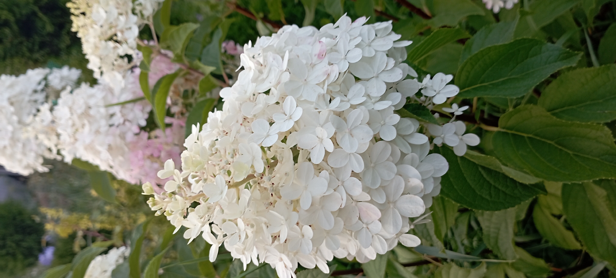 The image shows a close-up of a white hydrangea flower in the foreground, with its numerous petals clustered together. The flower is surrounded by green leaves and other blurred hydrangeas in the background, some of which appear to be pinkish. The scene is set outdoors, likely in a garden, given the presence of plants and foliage. The lighting suggests it is daytime, possibly late afternoon or early morning due to the soft illumination. The location is identified as Radisne, Ukraine. There are no people or animals visible in the image.