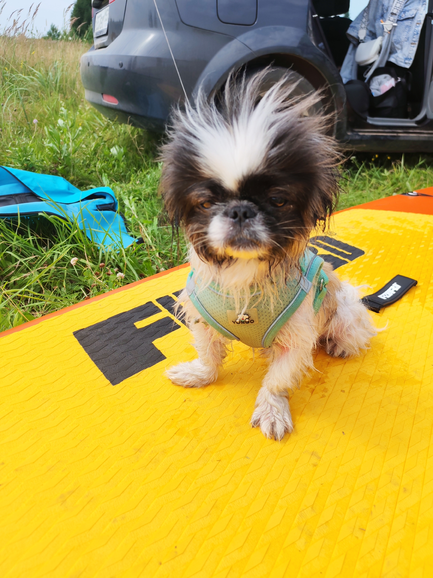 In Podshivalovo, Russia, a small, wet, fluffy dog with black and white fur and a teal harness sits on a bright yellow, textured surface, likely a paddleboard. The dog is positioned in the foreground, facing the camera with its fur somewhat disheveled. In the background, a dark grey car is visible, with its rear hatch open. A blue bag is next to the car, and tall green grass and some wildflowers surround the scene. The lighting suggests it is daytime, likely outdoors.