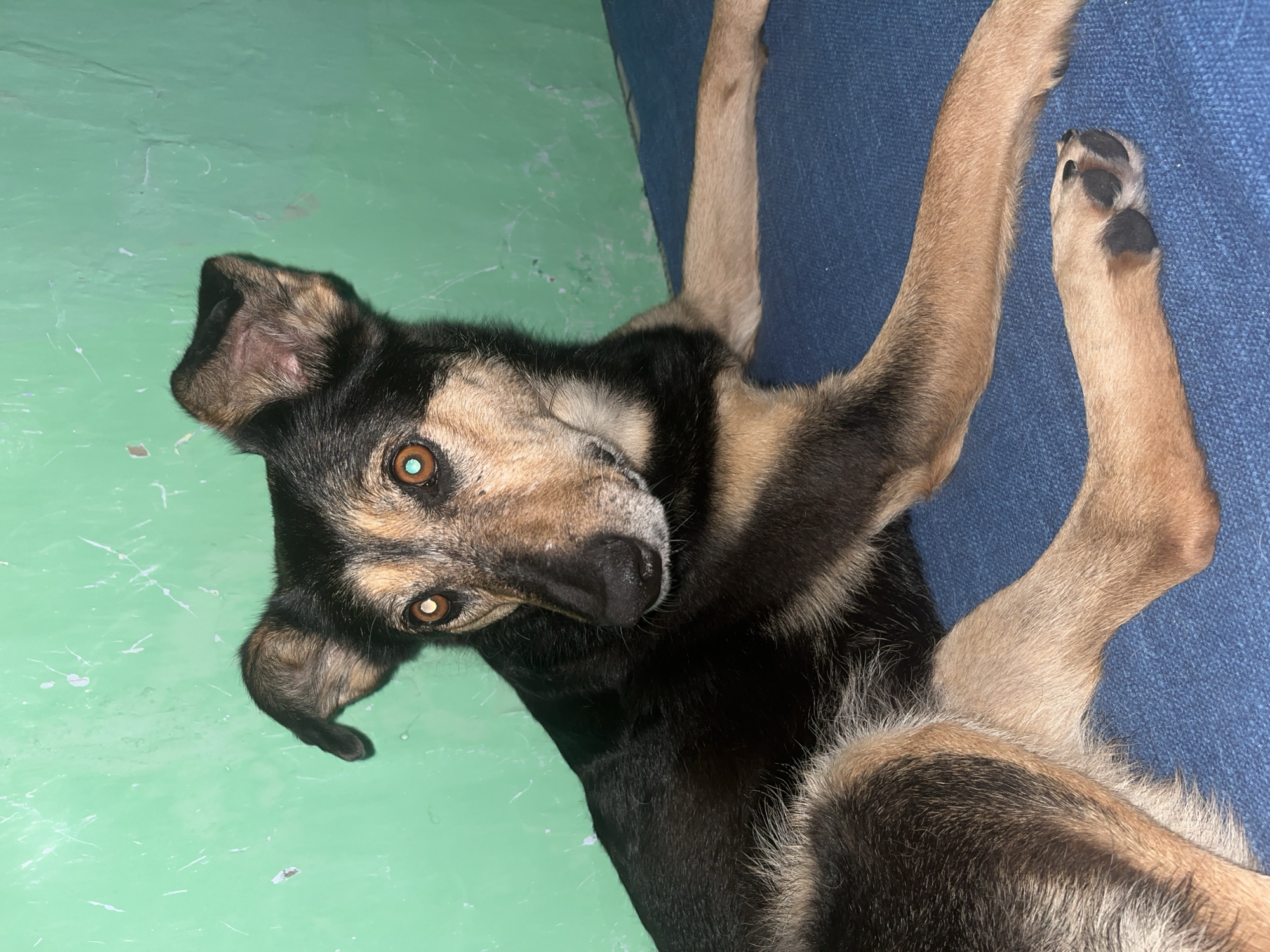 The image shows a medium-sized dog with black and tan fur, lying on a blue surface against a green, textured wall. The dog is looking to its left, with its ears perked. Its eyes are open and appear to have a reddish-brown iris. The dog's body is mostly visible, with its front legs extended and its hindquarters to the left of the frame. The green wall shows some white scuffs and marks. The blue surface appears to be fabric, possibly a rug or upholstery. There is no indication of the city of Nizhny Tagil, Russia, or any other specific location. The scene is indoors and appears to be a simple, domestic setting.