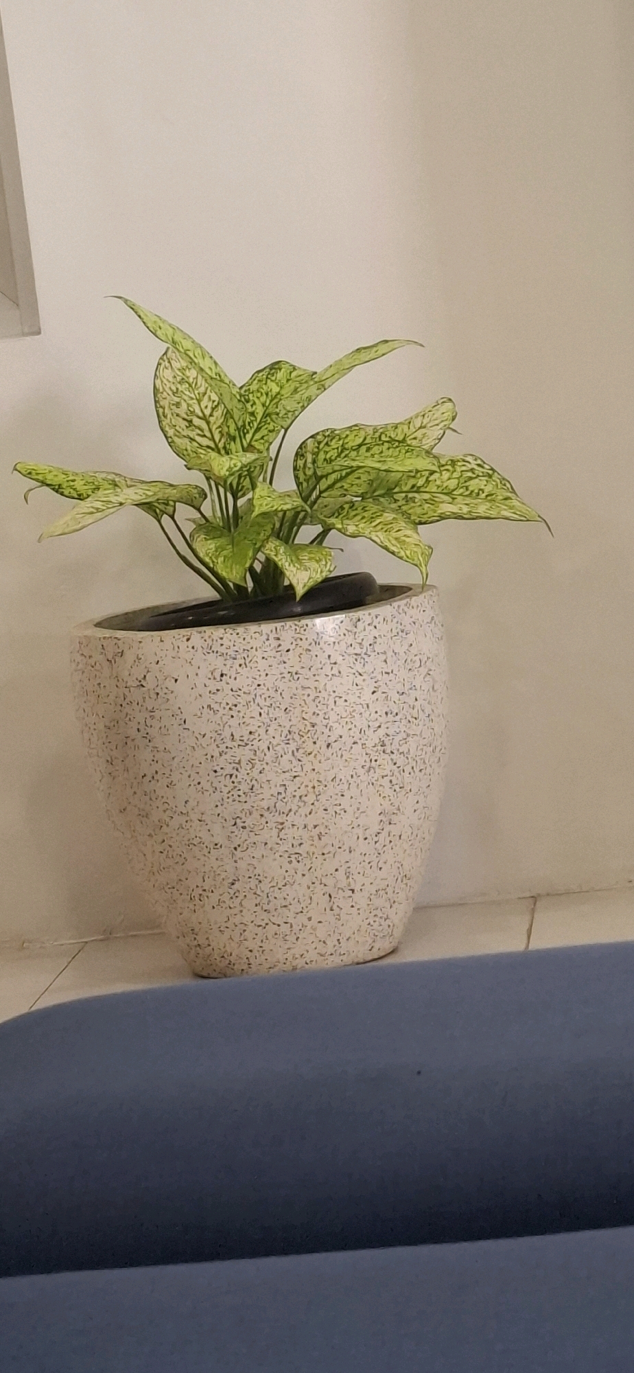 An indoor scene, likely in Surakarta, Indonesia, features a potted plant with variegated green and white leaves, positioned in a speckled white pot. The pot sits on a tiled floor, with a portion of a blue upholstered surface visible in the foreground. The background is a plain, light-colored wall. No people are present in the image.