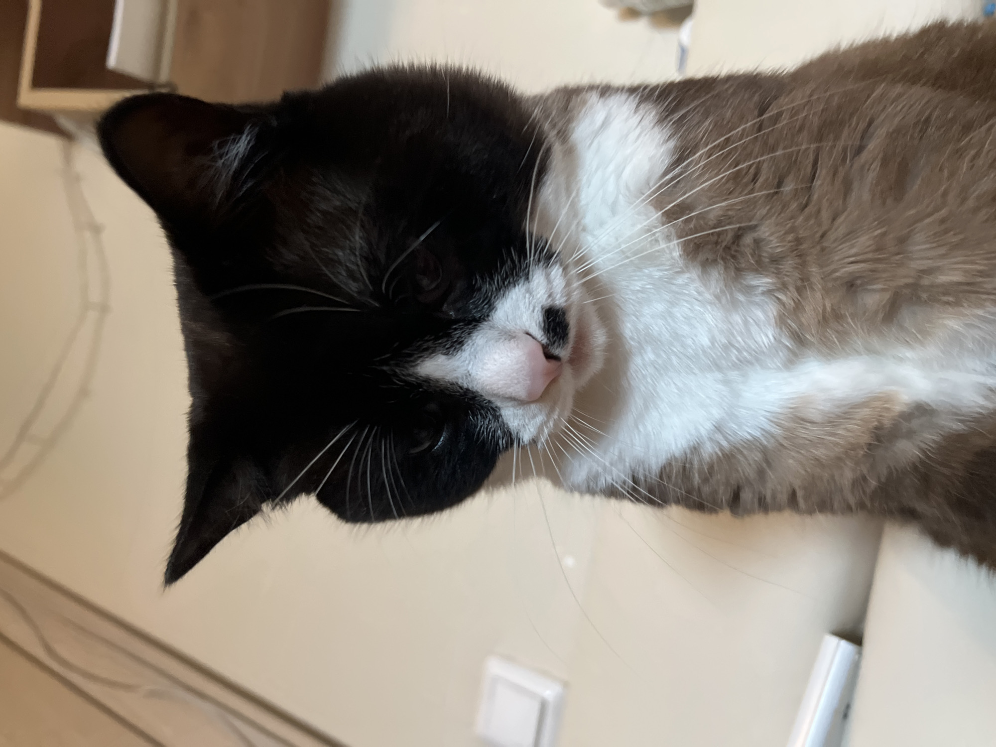 A close-up, low-angle shot shows the head and upper chest of a black and white cat. The cat's face is predominantly black with white markings on its muzzle and chest. Its pink nose has a small black smudge on the right side. The cat's eyes are dark and appear to be looking downwards. The background consists of a light-colored wall with a light switch visible on the left and wooden shelving on the upper right. The image appears to be taken indoors, likely in a residential setting within Noviy, Russia.