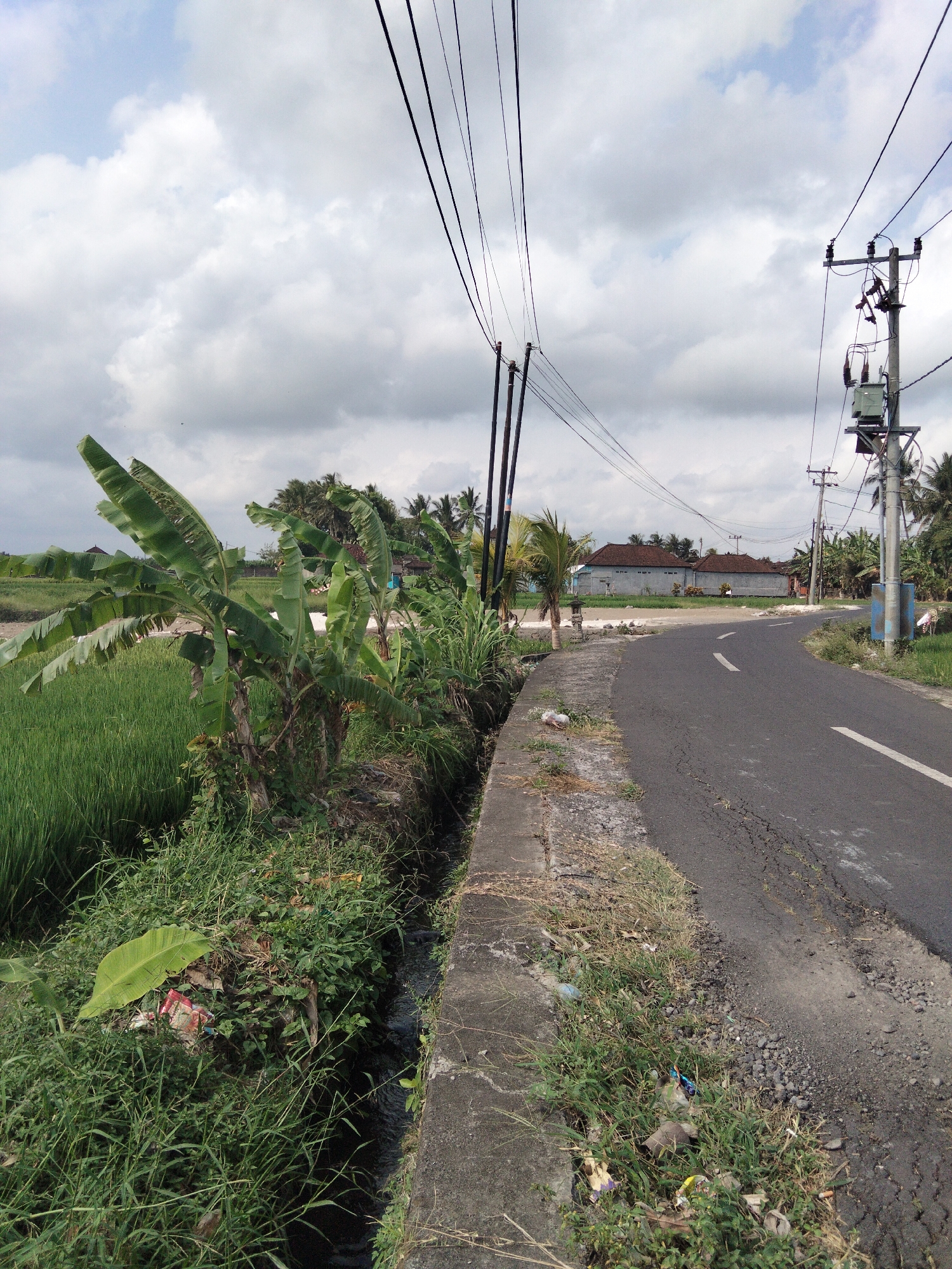 The image depicts a rural roadside scene in Tabanan, Indonesia. A narrow asphalt road curves to the right, bordered by a concrete drainage ditch on the left and a grassy shoulder with scattered debris on the right. Overhead, multiple black electrical wires crisscross the sky, supported by utility poles, one of which features a transformer and insulators.
To the left of the road, a lush green rice paddy extends into the background, its stalks swaying gently. Adjacent to the rice paddy and the road is a dense growth of vegetation, including large banana leaves and other tropical plants. A small, shallow stream flows within the concrete ditch, bordered by overgrown grass and some visible litter, including plastic bags and wrappers. In the mid-ground, beyond the vegetation and across the road, are several low-rise buildings with red-tiled roofs, suggesting a residential or agricultural area. The sky is overcast with a mix of white and gray clouds, indicating a potentially humid or rainy day. There are no people visible in the image. The overall impression is of a functional, yet somewhat neglected, rural infrastructure amidst a tropical landscape.