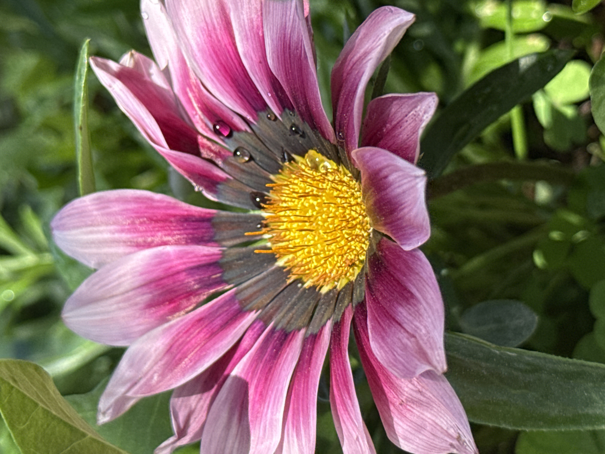 A close-up, slightly angled shot captures a pink and lavender flower with a yellow center surrounded by green leaves. The flower's petals are marked with darker shading and small water droplets. The setting appears to be outdoors in natural light. The location in Alanya, Turkey, is not evident from the image.