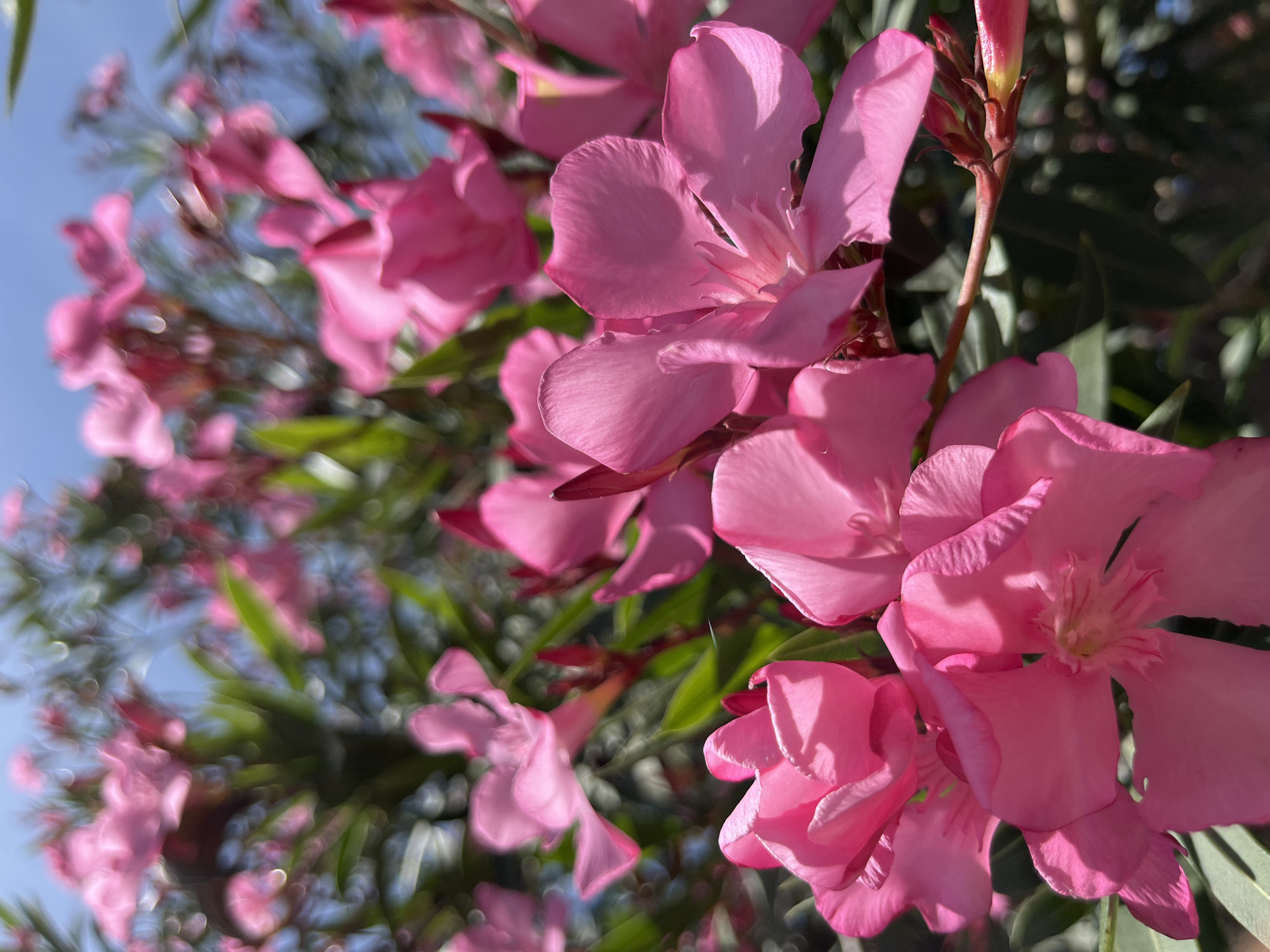 A close-up, upward-angle shot focuses on bright pink oleander flowers in full bloom against a hazy blue sky. The flowers, with their delicate, ruffled petals, are clustered together on green stems. Sunlight illuminates the petals, creating highlights and shadows. In the background, the foliage of the plant is visible, slightly out of focus, along with more distant pink blossoms. The image appears to be taken outdoors, possibly in a garden or park setting within an urban environment, though no specific city or location details are evident from the visual information. The overall impression is one of vibrant natural beauty on a clear day.