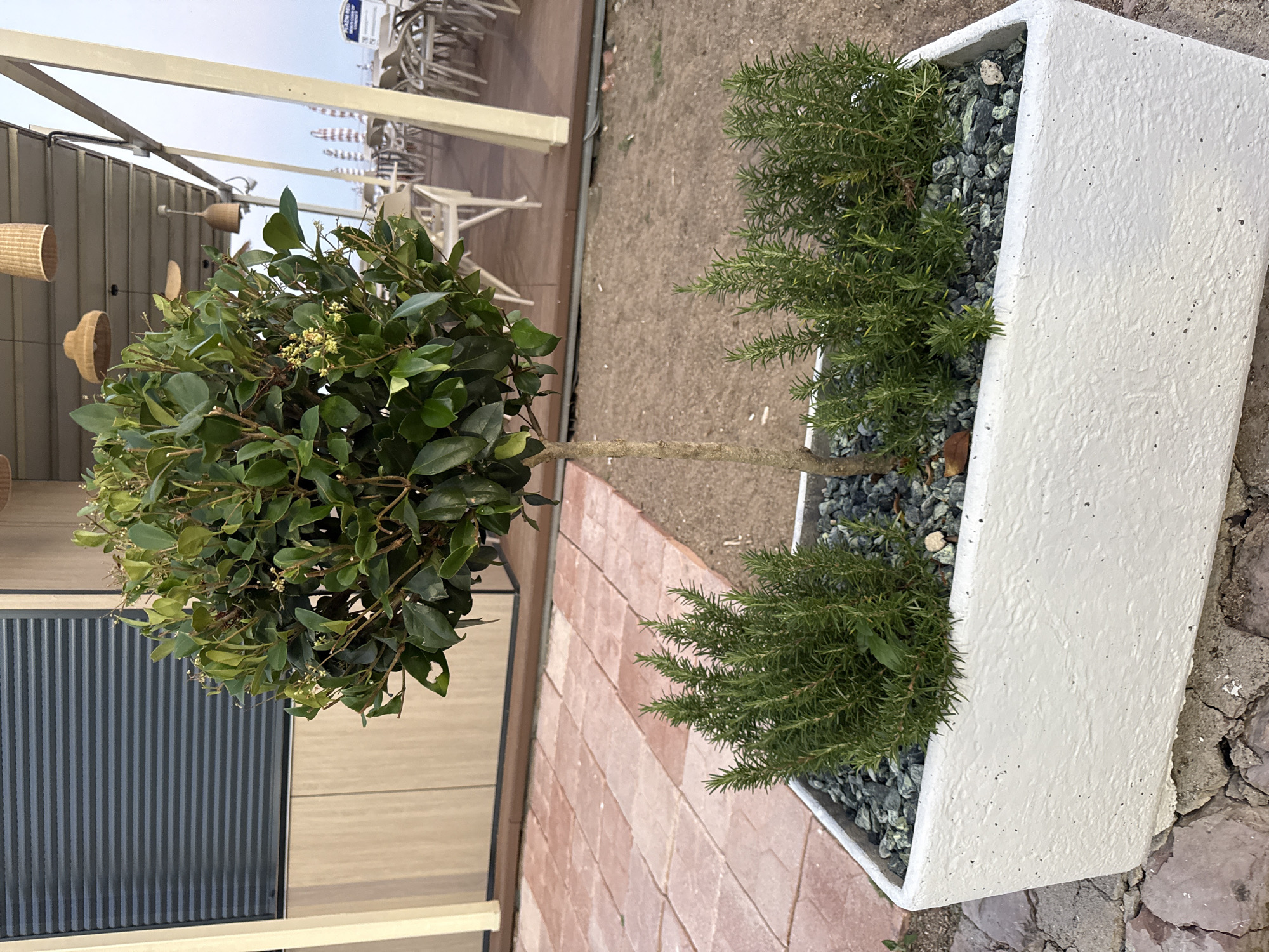 The image shows an outdoor scene with two potted plants. On the left, a bush with dark green leaves and small white flowers is pruned into a rounded shape and stands on a thin trunk. To the right, a white rectangular planter contains a rosemary plant with numerous needle-like green leaves and dark grey gravel. The planter is positioned on a rough, textured surface, possibly stone or concrete.
In the background, a building with a dark grey corrugated facade is visible, along with lighter-colored wall panels. Above the building, white structural elements suggest a canopy or overhead covering. Beyond this, a row of empty white chairs and tables can be seen, hinting at an outdoor seating area. Further in the distance, more white structures with pointed tops are visible. Several woven basket-like objects are hanging from the overhead structure on the left. The ground around the planter is covered in reddish-brown paving stones arranged in a pattern.
The scene appears to be set during the daytime, with soft, diffused light. The overall impression is one of an outdoor commercial or recreational space, possibly a cafe, restaurant, or resort, in a location like Bečići, Montenegro. There is no visible text in the image.