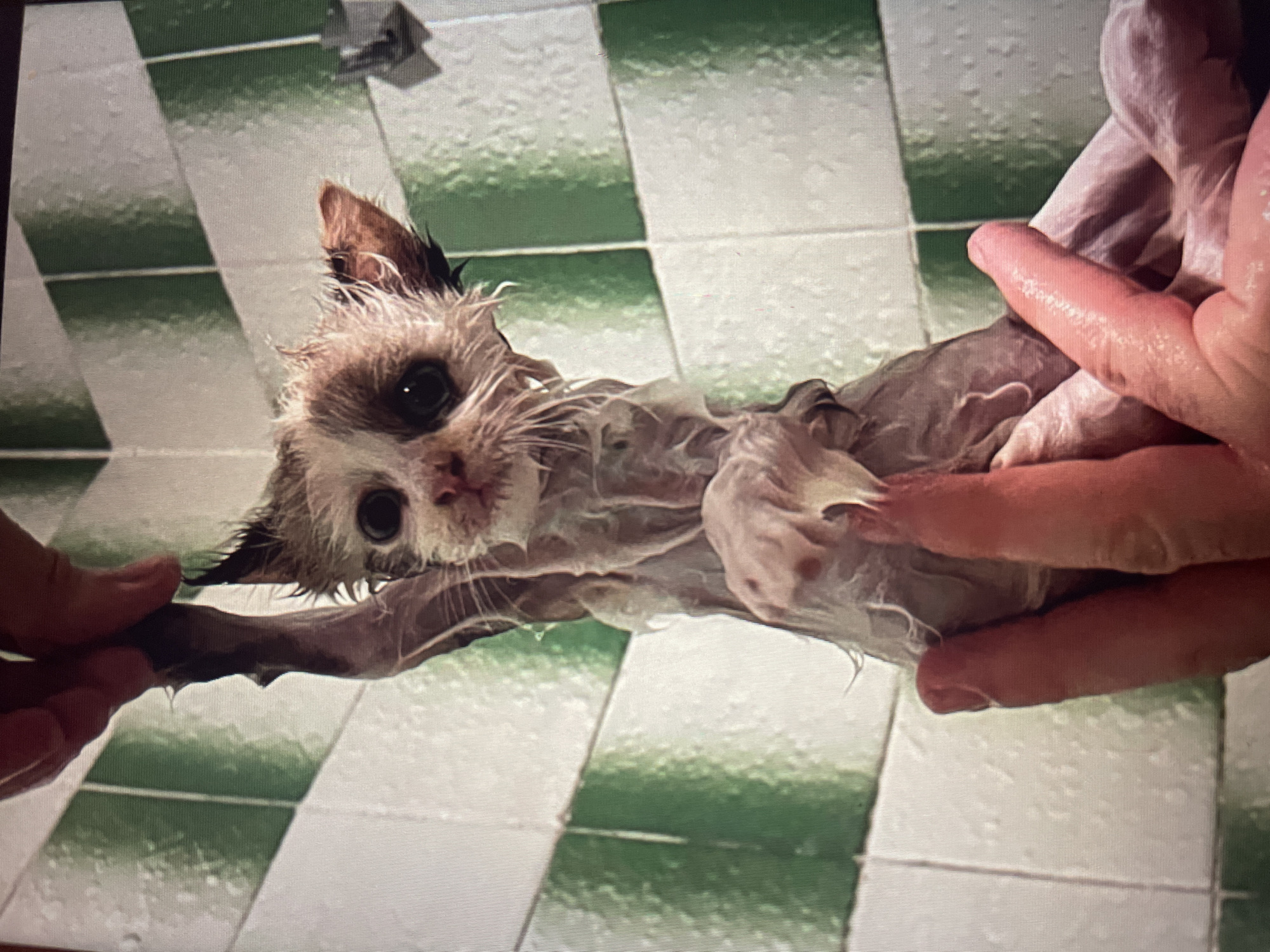 In the city of Shpykolosy, Ukraine, a very young, wet kitten, possibly a domestic shorthair due to its short fur and mixed coloring of white and brown patches, is being held by two hands. The kitten is covered in soap suds, its fur matted and clinging to its thin body, suggesting it is being bathed. Its large, dark eyes are wide open, looking directly at the camera with an expression that could be interpreted as startled or distressed. The kitten is suspended vertically, with its front paws limp and its body appearing elongated. The hands holding the kitten are pink and appear to be those of an adult, with fingers visible gripping the kitten’s body.
The background consists of a tiled shower wall with alternating green and white square tiles, arranged in a diagonal pattern. Water droplets are visible on the tiles, further confirming the bathing scenario. A silver shower fixture is partially visible on the right side of the frame. The lighting appears to be artificial, casting a slight sheen on the wet surfaces. The overall impression is an intimate, candid moment of pet care, albeit one that captures the kitten in a vulnerable state.