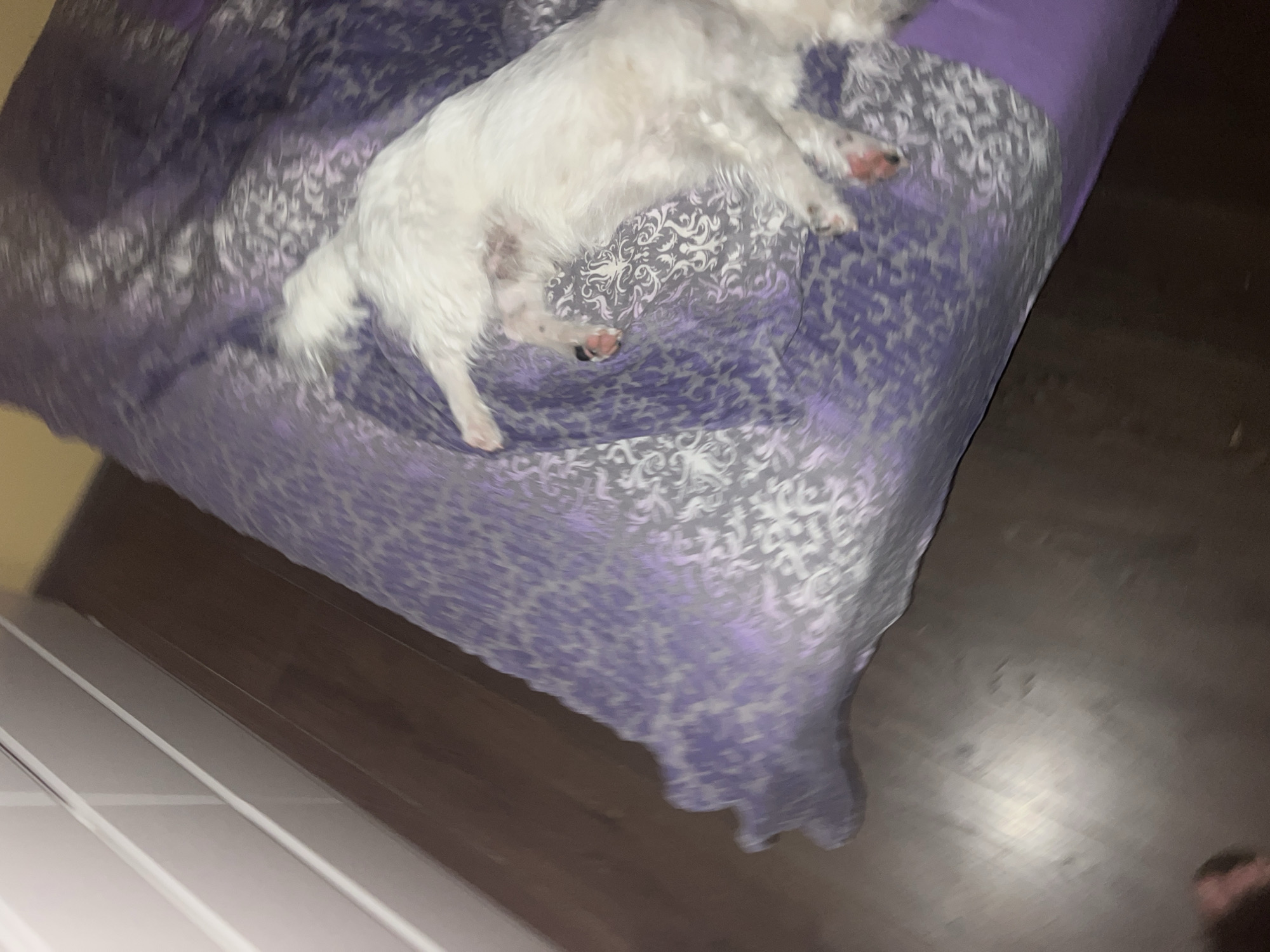 A small white dog is lying on a patterned purple bedspread. The bed is in a room with dark wooden flooring. A white baseboard and parts of a white wall are visible in the lower left of the image.