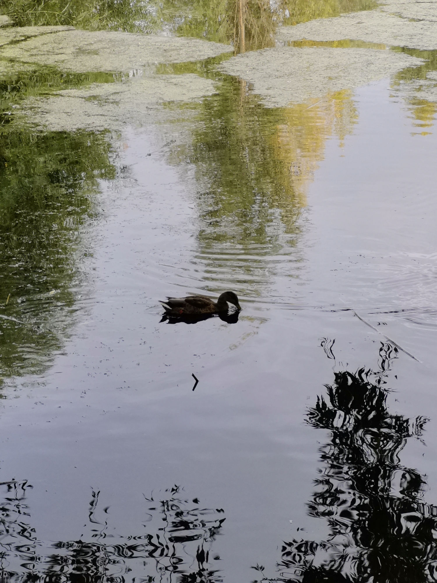 A single dark-feathered duck swims in a calm body of water, its head down as if foraging. The water's surface is mostly dark, reflecting the surrounding foliage and sky. Patches of green algae float on the water in the upper portion of the image. The reflection of trees with yellow and green leaves is visible, suggesting it is autumn. A thin stick or reed lies on the water in the middle right of the frame. The scene appears to be a natural or semi-natural setting, potentially a park pond or a quiet section of a river, given the presence of algae and reflections of trees. Without further context, a specific location in Kazan, Russia cannot be determined from the image alone.
