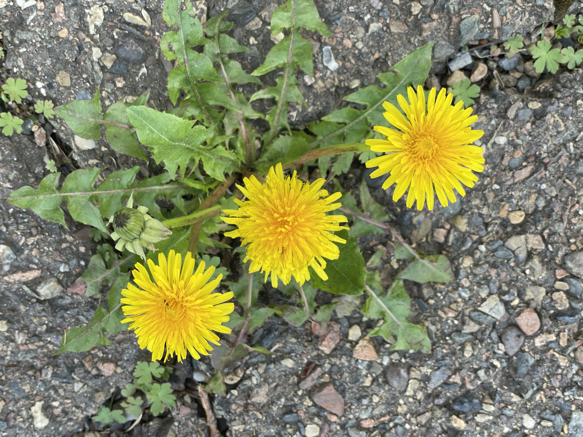 A cluster of dandelions grows from a crack in pavement. Three yellow dandelion flower heads are in full bloom, and one unopened bud is visible. Green, jagged-edged leaves sprout around the flowers. The pavement is cracked and composed of gray and beige pebbles embedded in asphalt. Small green plants with three-lobed leaves also grow nearby. Location and time are unknown.