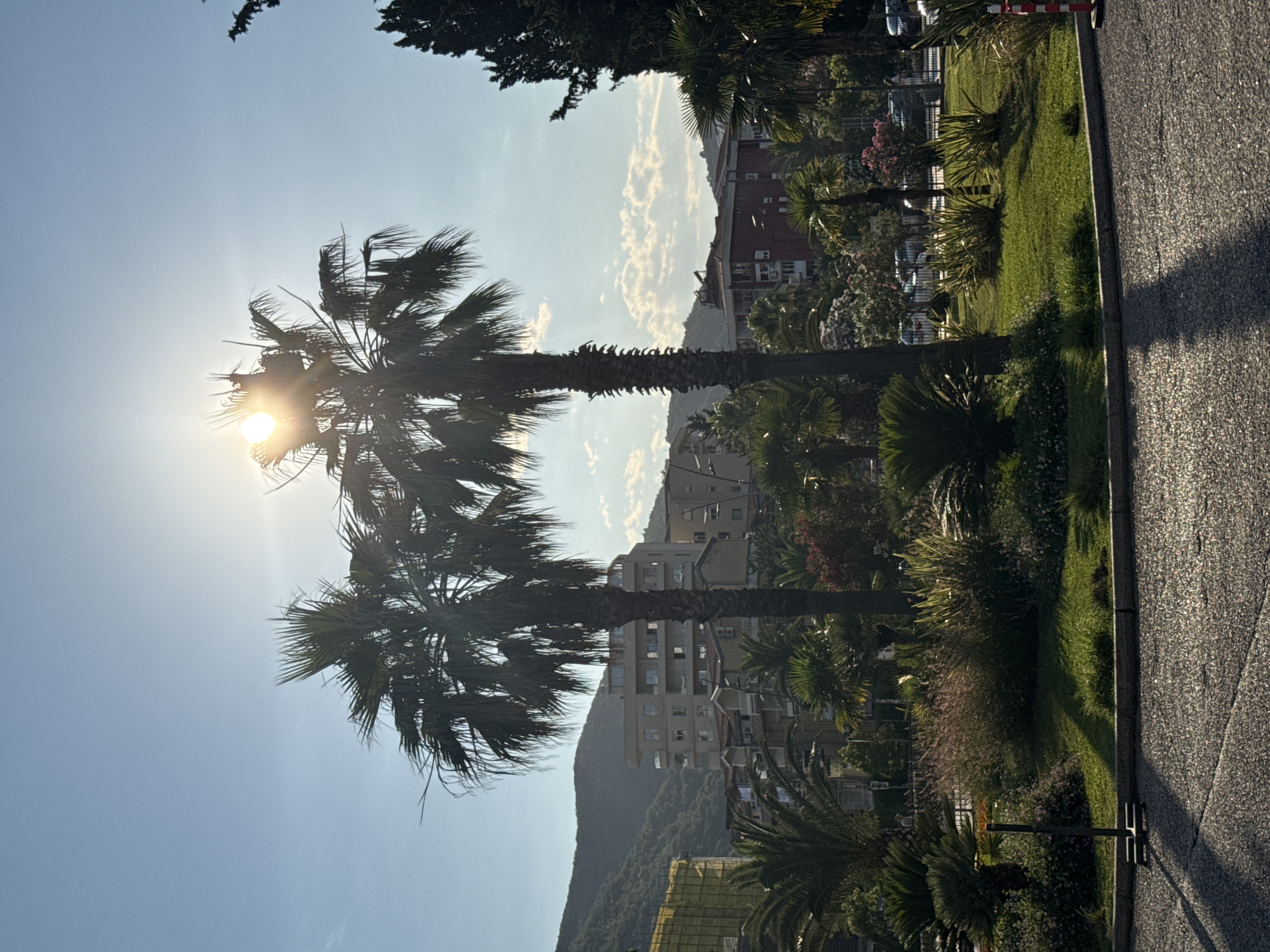 A sun-drenched scene in Budva, Montenegro, features two tall palm trees in the foreground, their fronds silhouetted against a bright blue sky with the sun directly behind the left palm, creating a lens flare. In the middle ground, a lush green park area with various plants and smaller palm trees is visible. Behind the park, a cluster of multi-story buildings with balconies and windows are nestled against a backdrop of verdant, rolling hills. The foreground consists of a paved surface, possibly a road or walkway, with distinct shadows cast by the palm trees. The overall impression is one of a warm, sunny day in a coastal urban environment.
