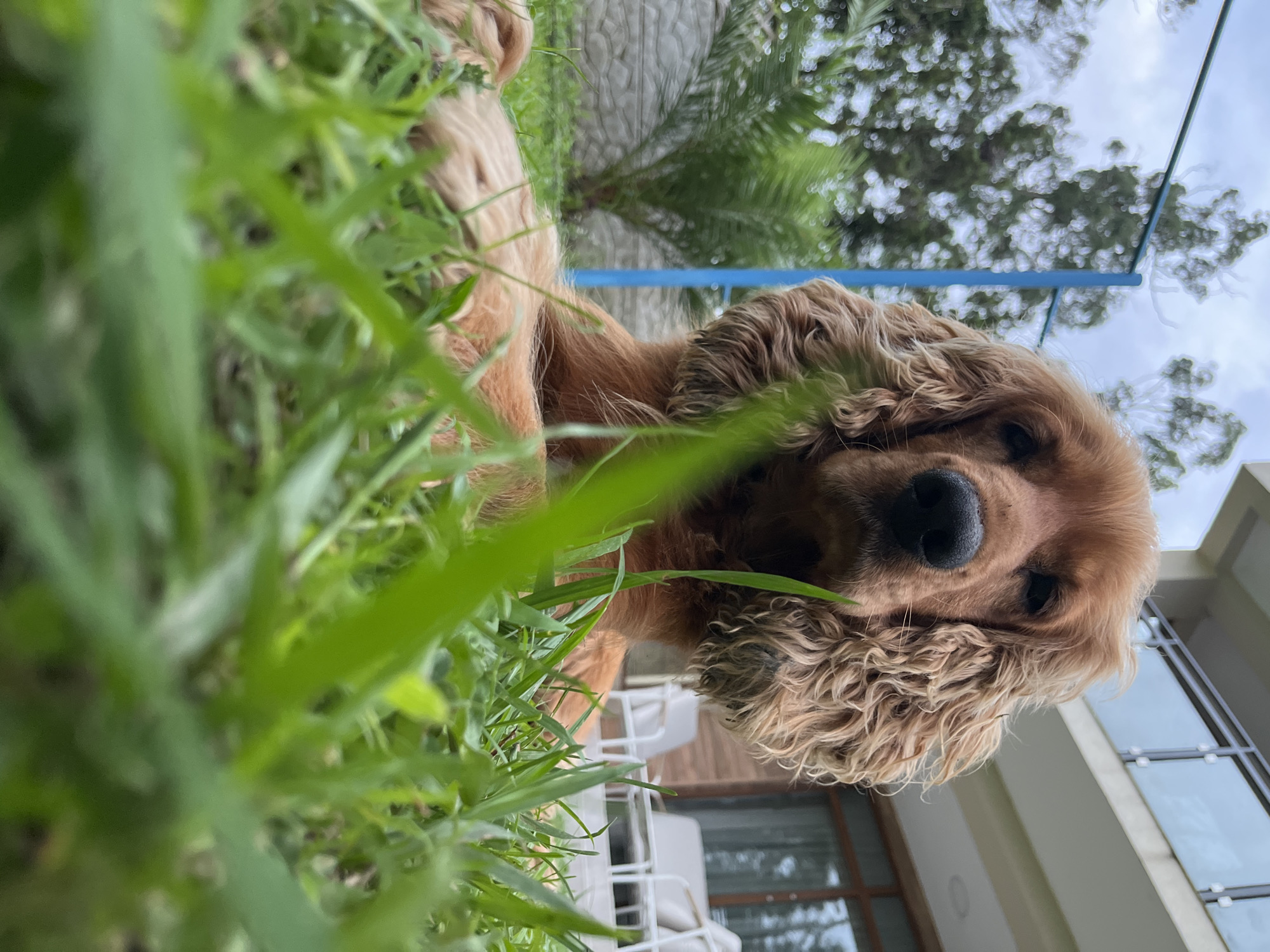 The image shows a medium shot of an English Cocker Spaniel dog lying on a grassy lawn in front of a modern building. The dog is reddish-brown with long, wavy ears and is looking directly at the camera. The foreground is dominated by blurred green grass. In the background, a multi-story building with balconies and large windows is visible, along with some palm trees and a blue pole. The sky is overcast. The setting appears to be a residential or hotel area in Ureki, Georgia, known for its sandy beaches and pine forests, though the immediate environment depicted is a garden area adjacent to a building.
