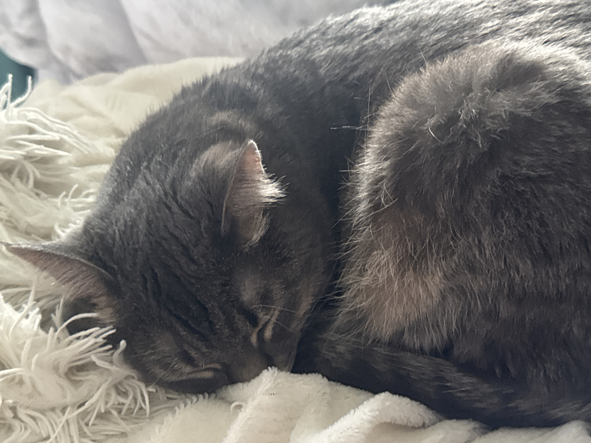 A gray tabby cat is curled up and sleeping on a white fluffy blanket. The cat's eyes are closed, and its head is tucked into its body. The blanket appears to be made of a soft, plush material with long fibers. The lighting suggests it is daytime, with sunlight streaming onto the cat, creating highlights on its fur. The scene appears to be indoors, possibly on a bed or couch. There is no information about the location in Chaikovsky, Russia, that can be determined from the image.