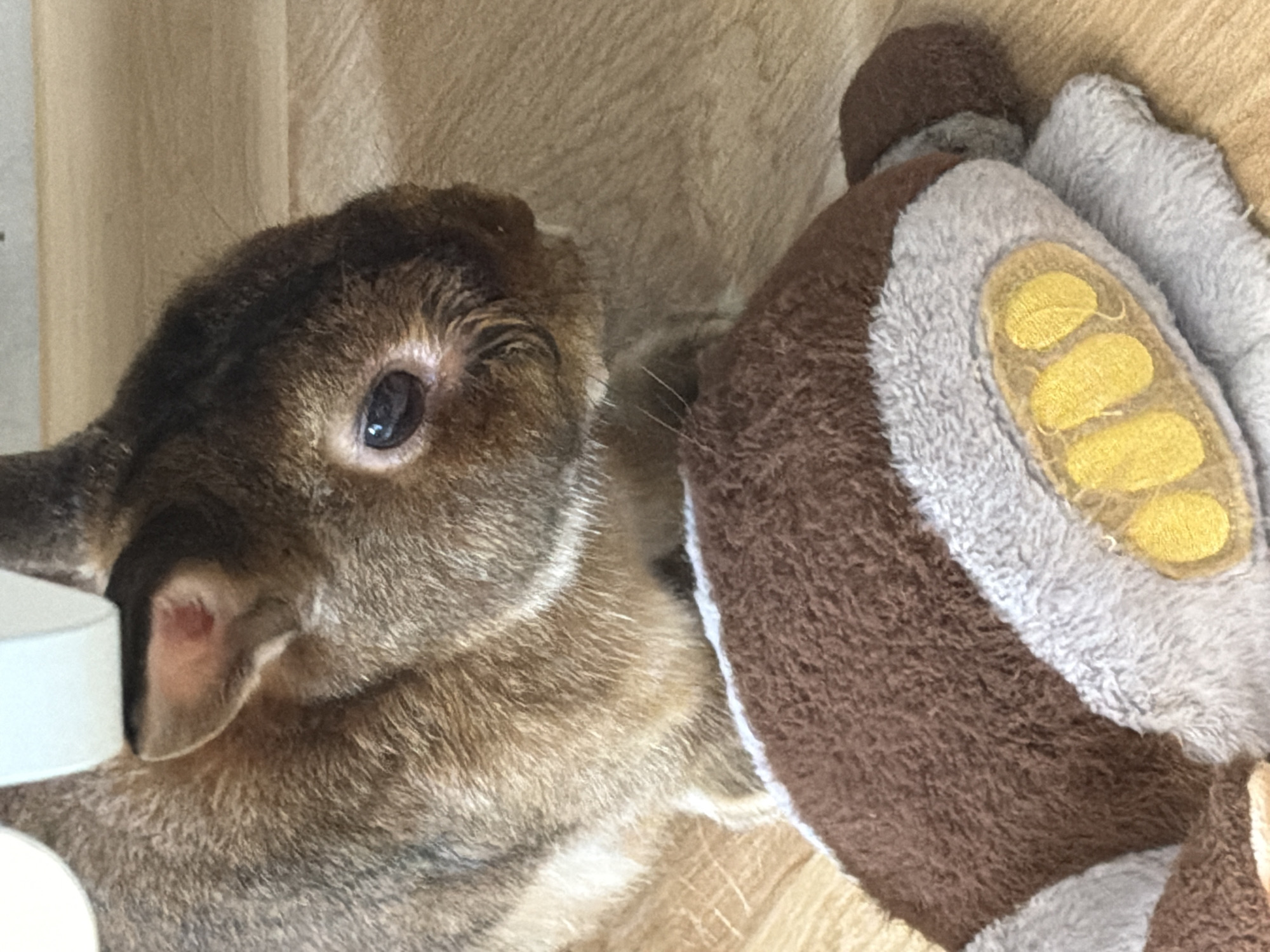 A domestic rabbit with brown and gray fur is resting on a wooden surface next to a plush toy. The rabbit's left ear is visible, and its dark eye is looking to the right. The plush toy is brown and white with yellow accents that resemble paw prints. The background is a light-colored wooden floor. The image is a close-up shot, and no specific location in Solikamsk, Russia, is identifiable.