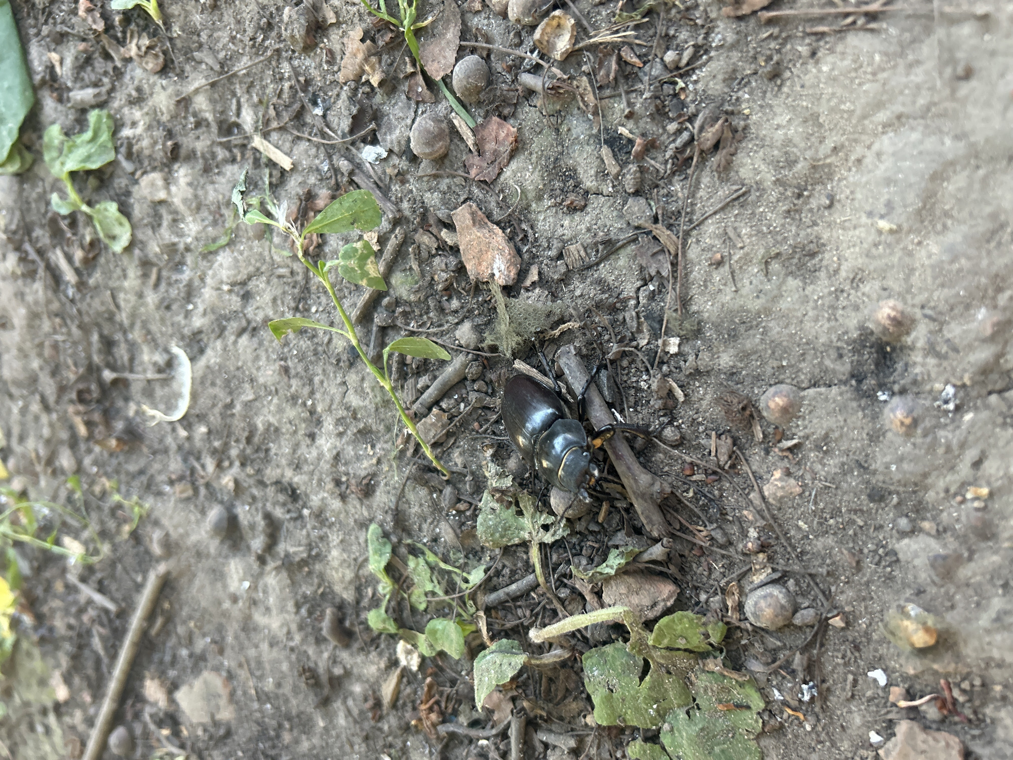 The image shows a close-up, ground-level view of a dark-colored beetle with prominent mandibles resting on dry, greyish soil. The beetle is positioned on the right side of the frame, partially obscured by dry leaves and twigs. Small green plants with delicate leaves are scattered throughout the scene, particularly on the left side. The ground appears to be a mixture of soil, small pebbles, and organic debris. The lighting suggests an outdoor environment, likely during daylight hours. The location within Velykyi Trostianets, Ukraine, is not discernible from the image itself.