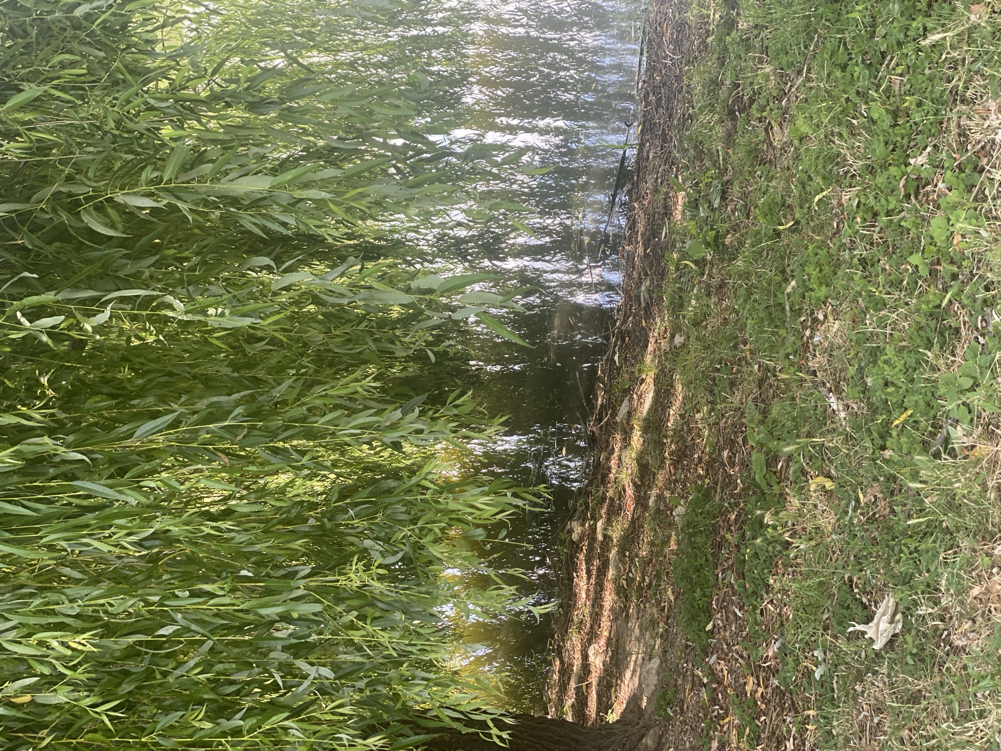 The image depicts a natural scene featuring a weeping willow tree with its long, drooping branches reaching towards the water's edge. The foreground is covered in grass and fallen leaves, with some scattered stones. The water in the background reflects the sunlight and the greenery of the surrounding environment. There is no indication of people or specific structures that would place it in Briceni, Moldova.