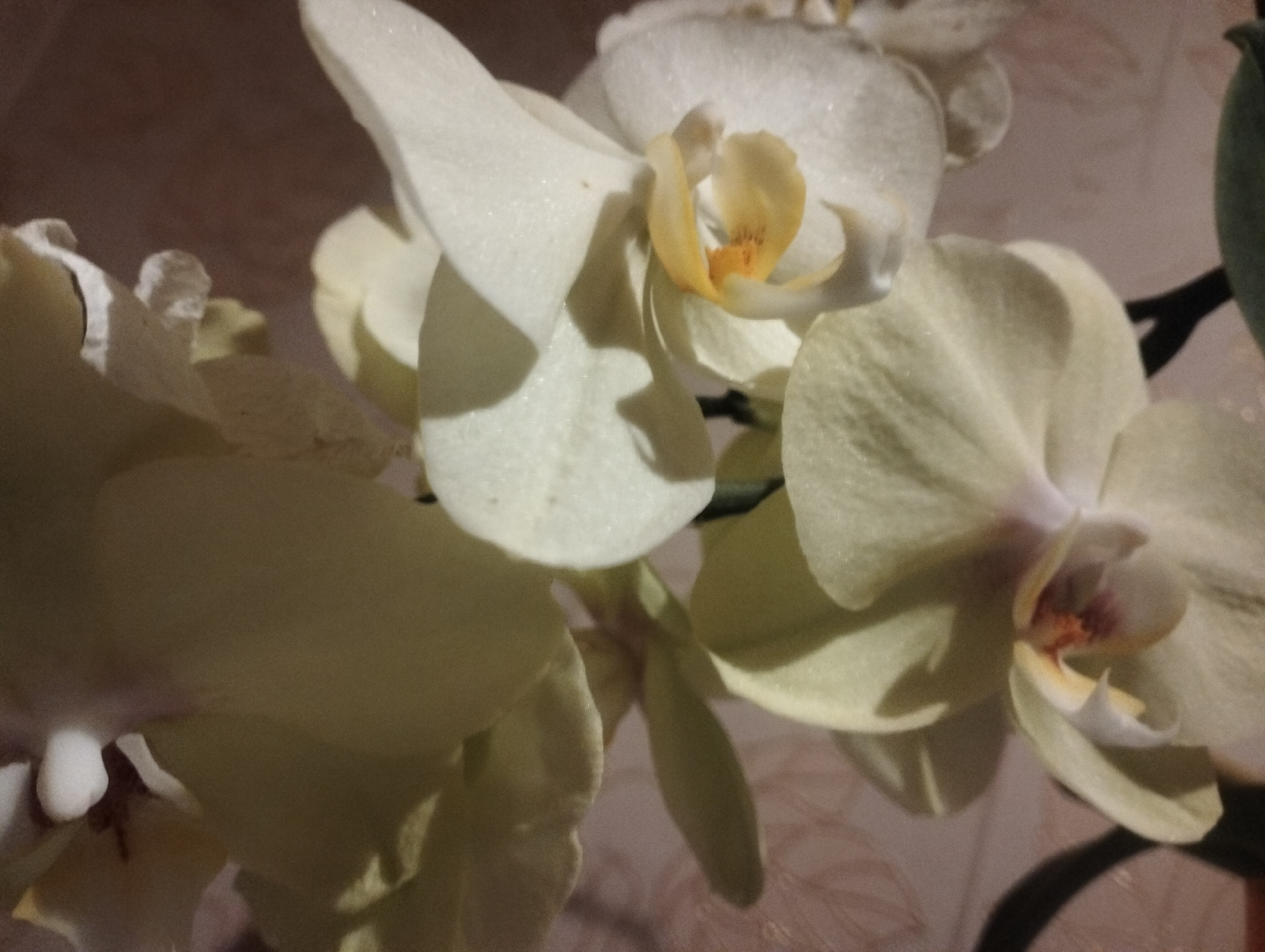 The image shows a close-up of several pale yellow and white orchids with dark pink centers. The orchids are in bloom and are arranged in a cluster. The background is a blurred pinkish-brown texture, possibly a wall or fabric. The lighting is soft and appears to be artificial, casting shadows on the petals. There are no people or animals visible in the image. The scene is indoors.