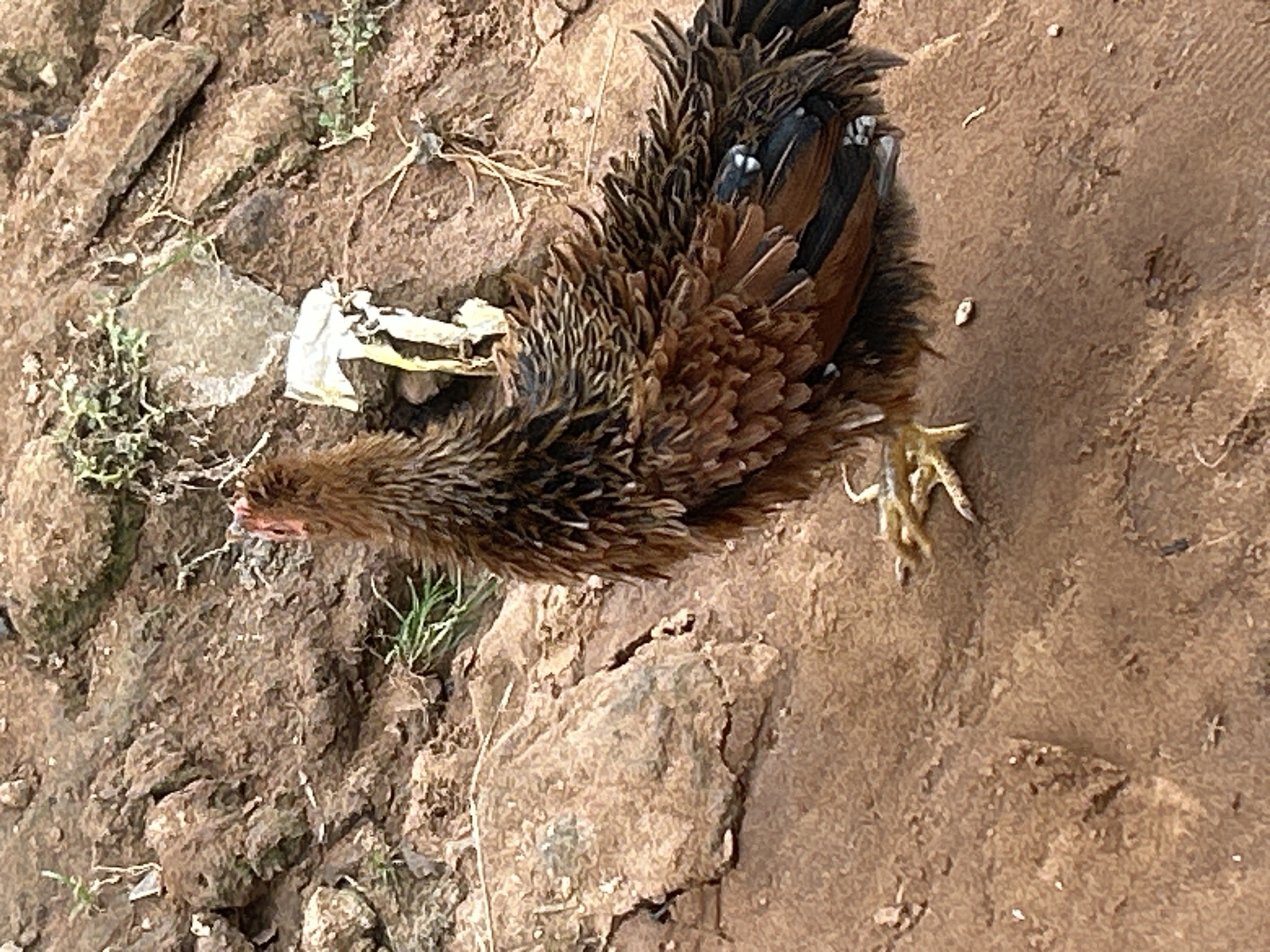 An overhead shot captures a brown and black chicken lying motionless on dry, reddish-brown earth. The chicken's feathers are a mix of light brown, dark brown, and black, with some small white markings visible on its back and wings. Its head is turned towards the left of the frame, with its beak slightly agape. One clawed foot is visible, extending towards the right.
The ground around the chicken is uneven and rough, composed of dry soil, small rocks, and sparse patches of green vegetation, resembling weeds or grass. Near the chicken's head, there's a small, crumpled white object, possibly paper or plastic. The overall setting appears to be an outdoor, unpaved area, likely a farmyard or a natural environment. The lighting suggests it is daytime, casting no distinct shadows, indicating a bright, possibly overcast day or direct overhead sun. There are no people visible, and no discernible text anywhere in the image. The scene conveys a sense of stillness, with the chicken appearing either deceased, injured, or deeply resting.
