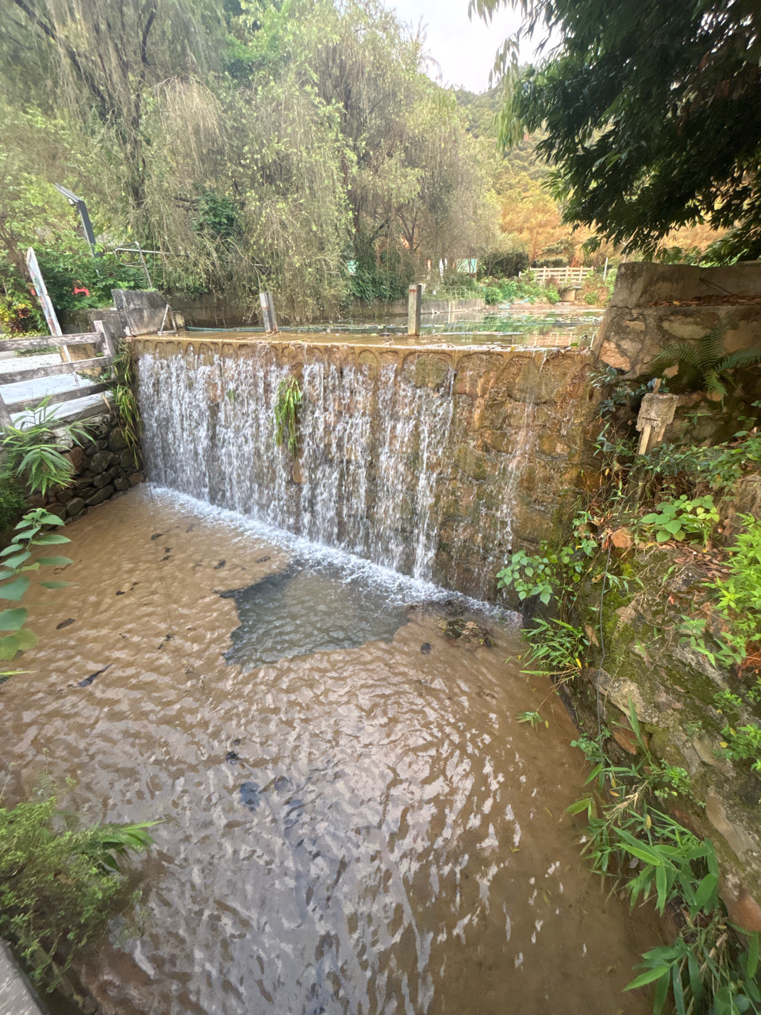 The image shows a man-made waterfall constructed from stone in a garden setting. Water cascades over a rough, reddish-brown stone wall, creating a curtain of white water. The pool at the base of the waterfall is filled with murky brown water, and several dark-colored fish can be seen swimming beneath the surface. Lush green vegetation, including ferns and bamboo, grows along the sides of the waterfall and in the surrounding area. In the background, a gentle slope is covered with trees and foliage, suggesting a natural or semi-natural landscape. The overall impression is one of a tranquil, naturalistic garden feature.