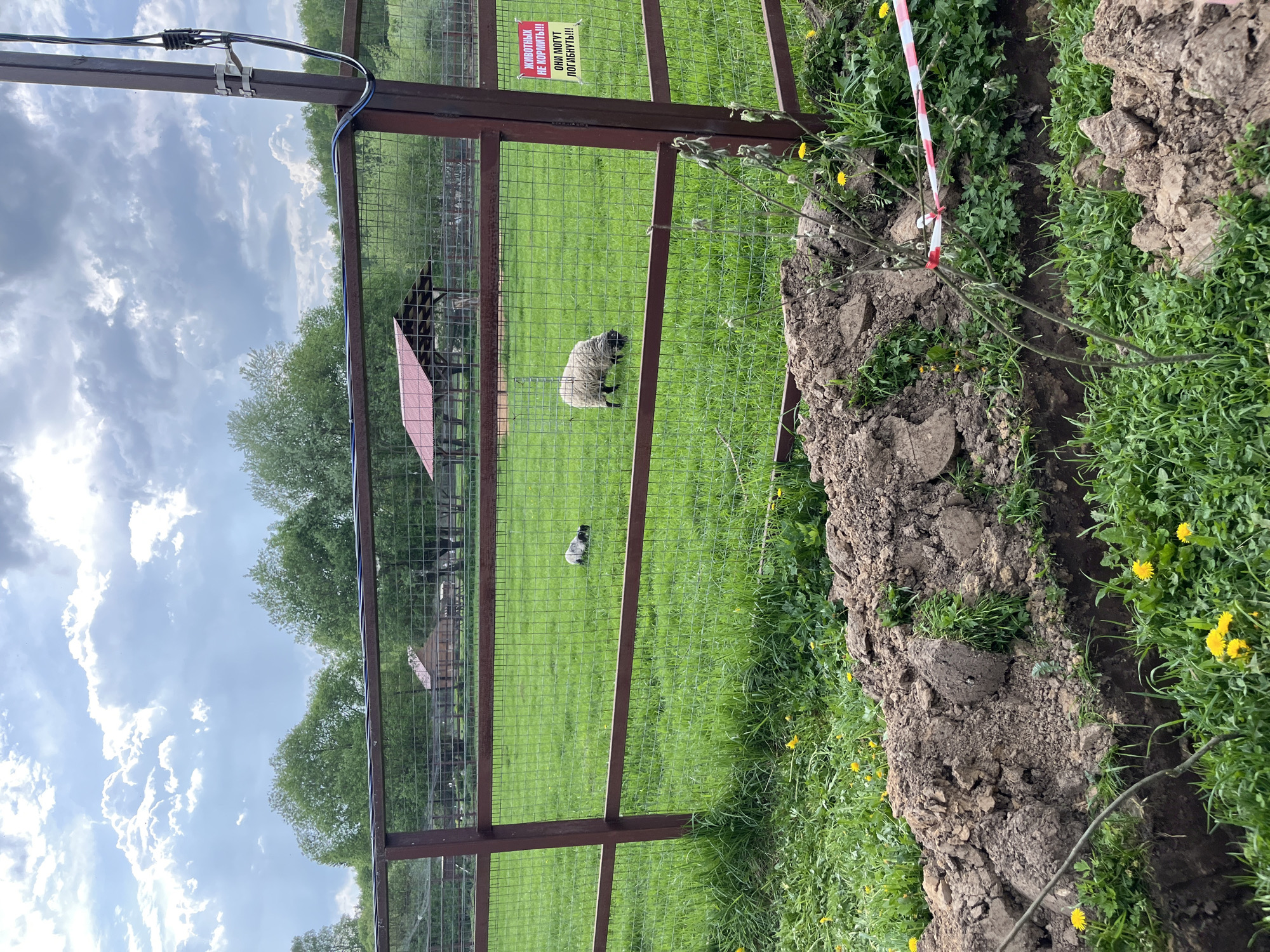 The image shows a green field with a brown metal fence in the foreground. Behind the fence, there are several animals, including a sheep. A sign on the fence reads "ЖИВОТНЫХ НЕ КОРМИТЬ! ОНИ МОГУТ ПОГИБНУТЬ!!!", which translates to "DO NOT FEED THE ANIMALS! THEY MAY DIE!!!". In the foreground, there is a freshly dug trench with dirt piled up along the sides. There is also red and white tape near the trench. The sky is cloudy. Based on the sign, the location is likely a zoo or farm in Воробьи, Russia.