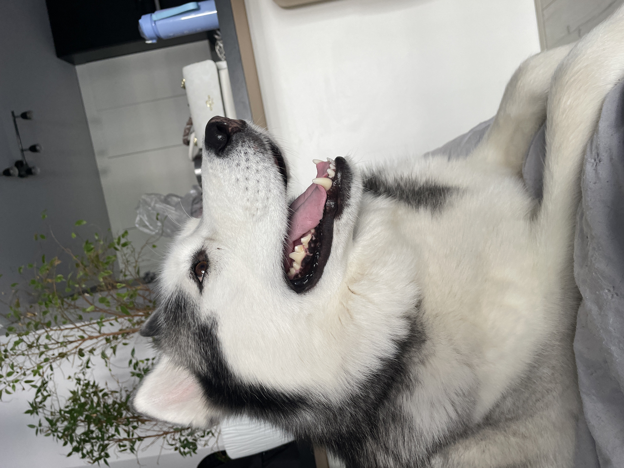 A close-up, vertically oriented, indoor shot shows a Siberian Husky yawning widely, revealing its pink tongue and sharp white teeth. The dog's head is tilted upwards, and its dark eyes are visible, looking towards the top of the frame. Its black and white fur is prominently displayed, with distinct markings on its face.
The background is softly blurred, suggesting a shallow depth of field. On the left, some greenery from a plant is visible, along with what appears to be a dark shelf or cabinet with a light fixture. In the upper portion of the image, a light blue water bottle is resting on the dark surface. To the right, a plain white wall provides a clean backdrop. The dog is resting on a soft, light gray surface, likely a bed or couch, which takes up the right side of the frame. The overall lighting appears to be from an artificial source, typical of an indoor setting. There is no visible text in the image. The dog's open mouth and bright eyes suggest a moment of playful energy or perhaps a stretch.