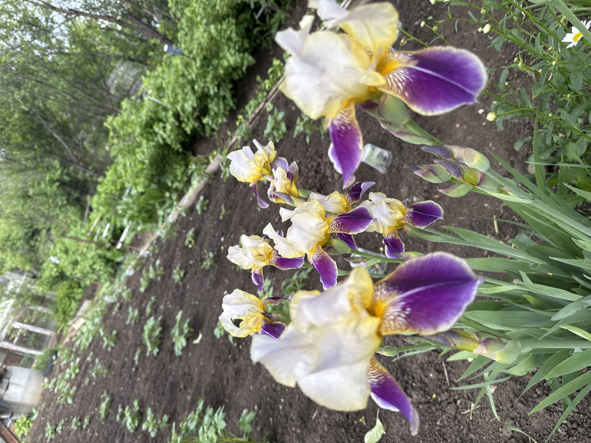 This image presents an outdoor garden scene located in Chaikovsky, Russia. In the immediate foreground, several irises are in bloom, displaying white and yellow upper petals (standards) and deep purple lower petals (falls) with prominent yellow markings. Unopened iris buds are also visible among the green foliage of the iris plants. To the right, smaller plants with white daisy-like flowers are present. The ground in the foreground consists of dark, tilled earth. The midground features a cultivated garden bed containing multiple rows of young green plants, consistent with newly planted crops, set against dark soil. The background is characterized by dense green vegetation, including trees and bushes, and several indistinct, blurry structures, one appearing to be an old greenhouse or shed, suggesting a rural or suburban garden environment. No individuals are present in the scene, which is illuminated by natural daylight.