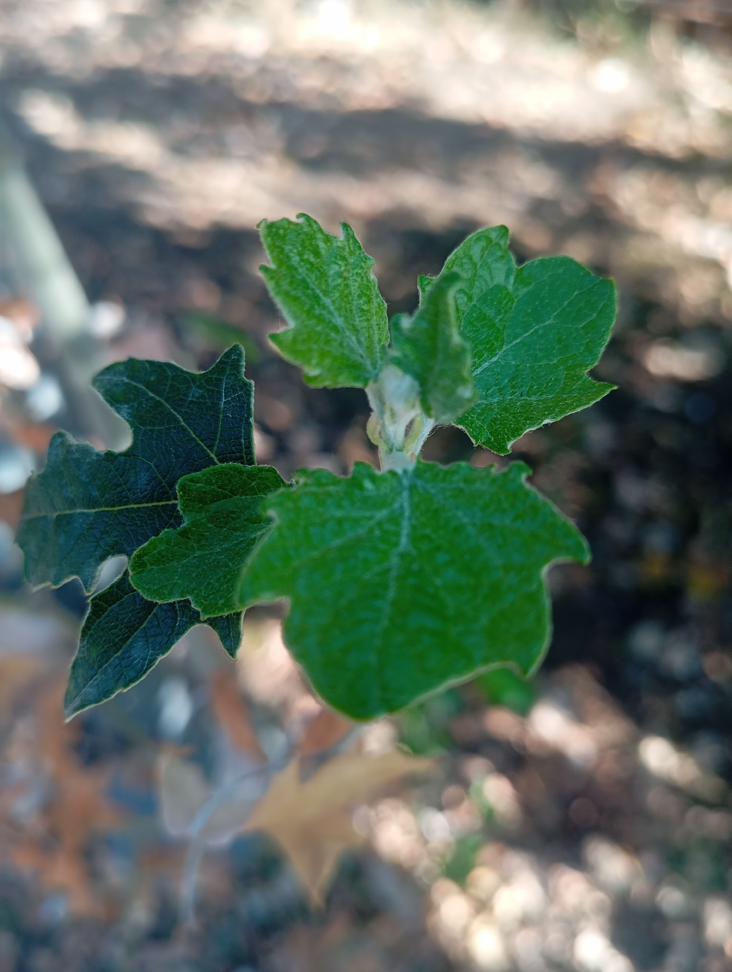 A close-up, overhead shot captures a small, leafy green seedling emerging from the ground. The seedling has multiple lobed leaves, some appearing lighter green and fuzzy, possibly new growth, while others are a darker, more mature green. The background is blurred, showing a mix of dark soil, fallen brown leaves, and dappled sunlight filtering through trees, suggesting an outdoor, possibly park-like setting. The image does not contain any people or specific landmarks identifiable to Almaty, Kazakhstan.