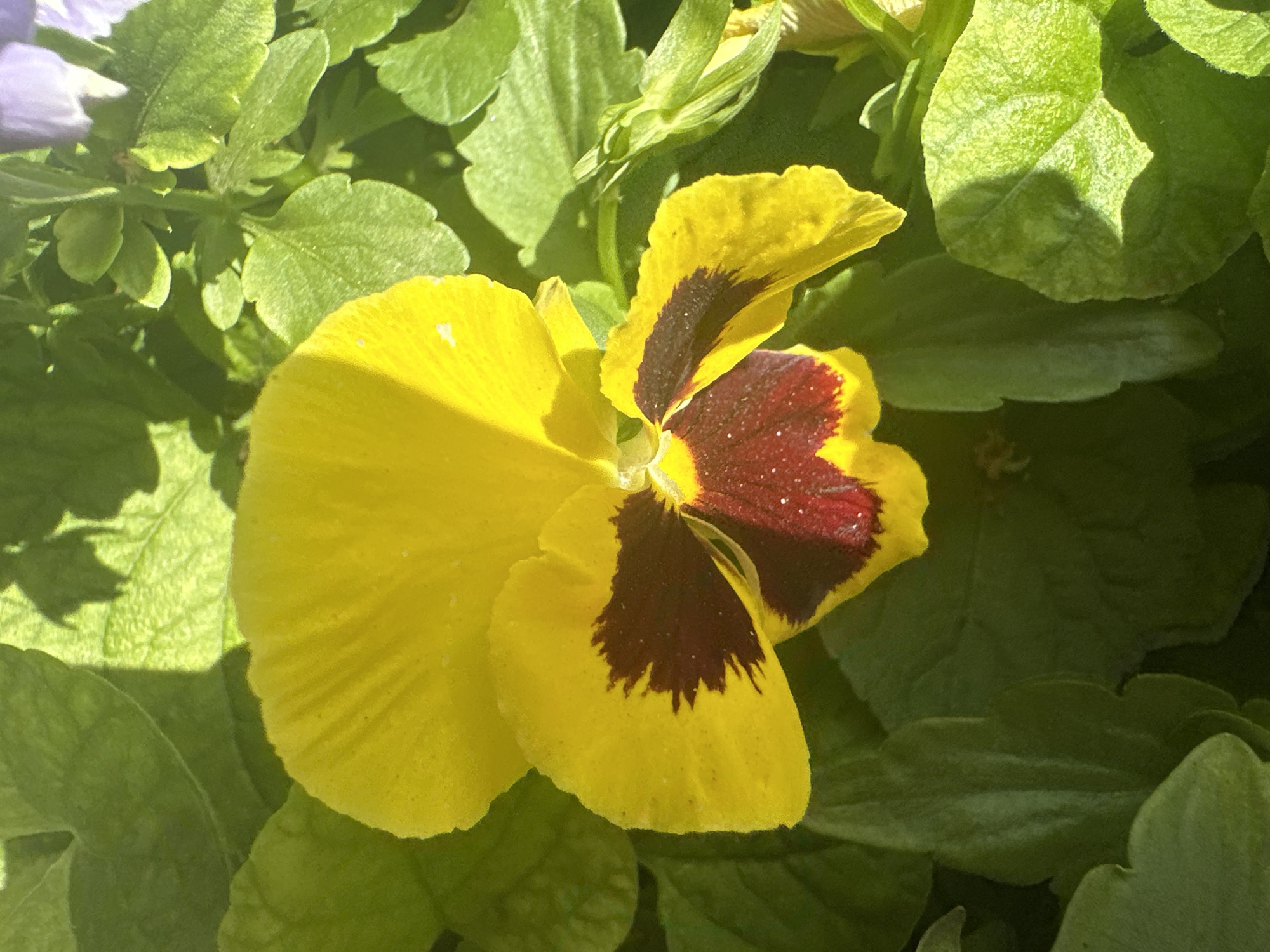 A close-up, overhead shot captures a vibrant yellow pansy with a dark maroon and red center, set against a backdrop of lush green foliage. The flower, the primary subject, is brightly illuminated by sunlight, creating strong shadows and highlights that emphasize the delicate texture of its petals. The leaves surrounding the flower are a deep, healthy green, with some appearing slightly out of focus, adding depth to the composition. A hint of a purple flower is visible in the upper right corner, suggesting other blooms are present in the vicinity. The scene appears to be an outdoor garden or planting, with the focus on the natural beauty of the flowers and plant life. The location is not specified in the image, therefore it is unknown.
