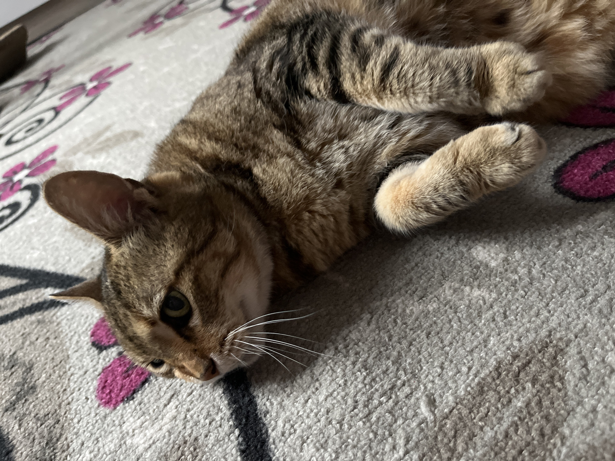 An indoor photograph depicts a tabby cat lying on a patterned rug. The cat is facing left in profile, with its body angled towards the viewer. Its fur is a mix of brown and black stripes, with lighter fur on its chest and paws. The rug has a gray background with abstract pink and black floral designs. The lighting suggests the photograph was taken during the daytime, possibly near a window. No specific location in Ruse, Bulgaria, can be determined from the image.