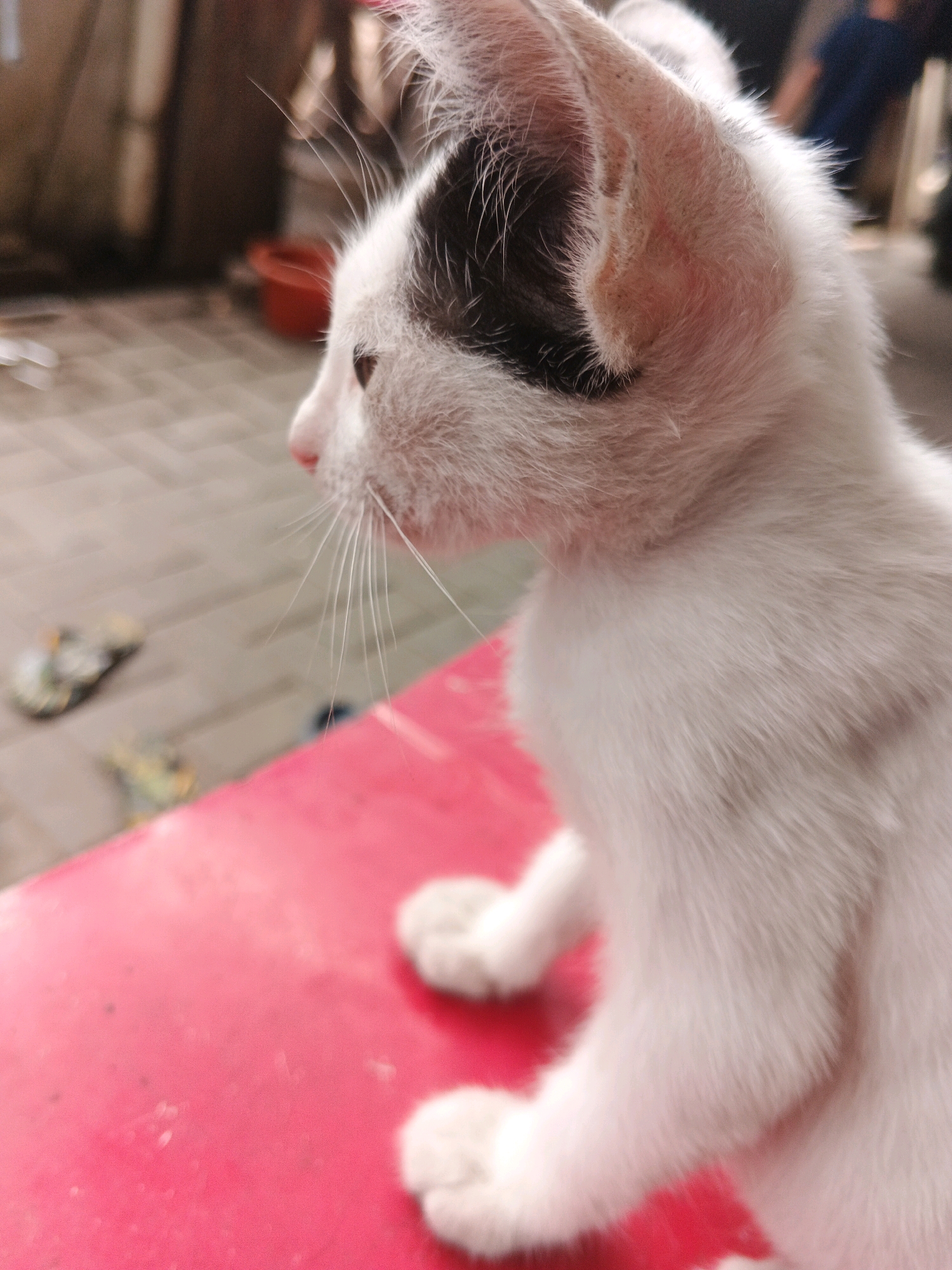 A young, white cat with black markings on its head is the primary subject of this photograph. The cat is positioned on a bright red surface, possibly a table or bench, and is looking to the left of the frame. Its fur appears soft and slightly fluffy, with prominent whiskers. In the background, the environment suggests an outdoor urban setting. The ground is paved with light-colored rectangular tiles. Further in the background, out of focus, are hints of structures and objects commonly found in an Indonesian city like Kadu. These include what appears to be a red plastic container, possibly a bucket, and a person wearing a dark blue shirt, indicating human presence. The lighting suggests it might be daytime, possibly late afternoon given the soft light and shadows. The overall scene depicts a common urban animal in a typical outdoor environment within Indonesia.