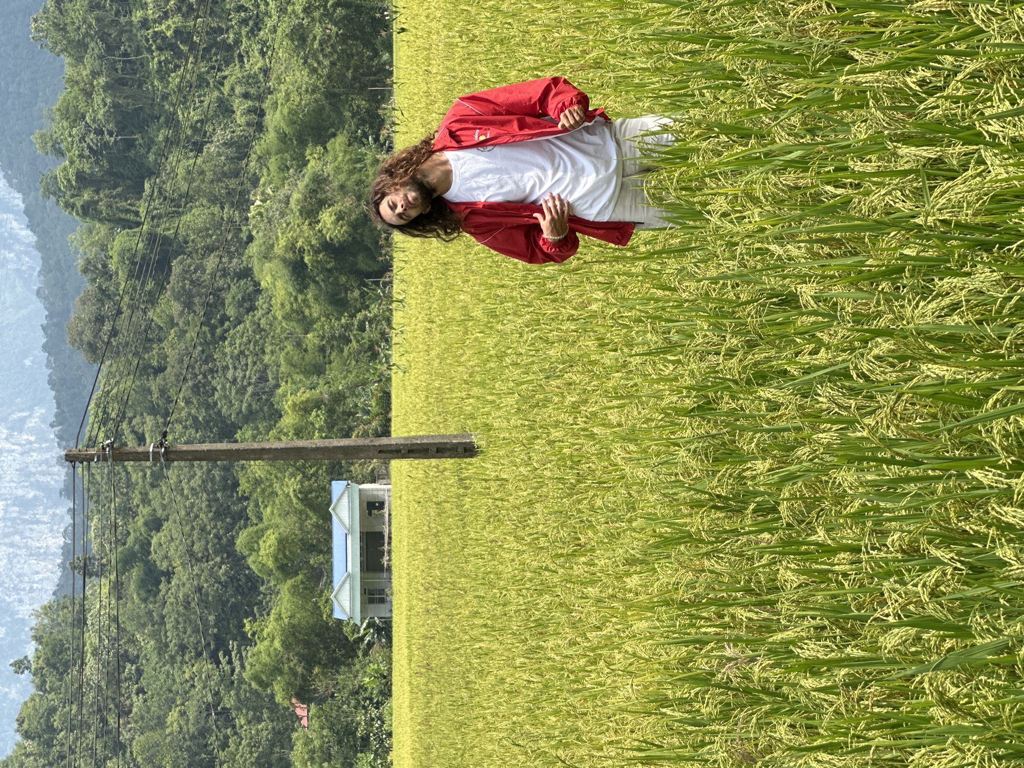 The image, oriented vertically, depicts a man standing in a sunlit rice field in Ngọc Đường Commune, Vietnam. The scene is set against a backdrop of lush green mountains and a partially visible clear sky, suggesting a bright day, likely late morning or early afternoon.
The primary subject is a man with long, curly brown hair and a beard, dressed in a white t-shirt, a red jacket with white trim, and light-colored trousers. He looks towards the viewer with a relaxed and content expression, his hands loosely clasped in front of him. A small, indistinct emblem or text is visible on the left chest of his red jacket.
The expansive field surrounding him is filled with mature rice plants, displaying a vibrant mix of golden-yellow and bright green hues, indicating a harvest-ready or nearly harvest-ready crop. In the mid-ground, a tall, grey utility pole with multiple electrical wires stands prominently. Beyond the field and the pole, a house with a light blue roof and white walls is nestled amidst the green trees at the foot of the mountains. The mountains themselves are covered in dense vegetation, rising into the hazy distance under a bright sky.
The overall impression is one of a peaceful, rural agricultural landscape in Vietnam. There is no clearly legible text visible in the image other than the unreadable insignia on the man's jacket.