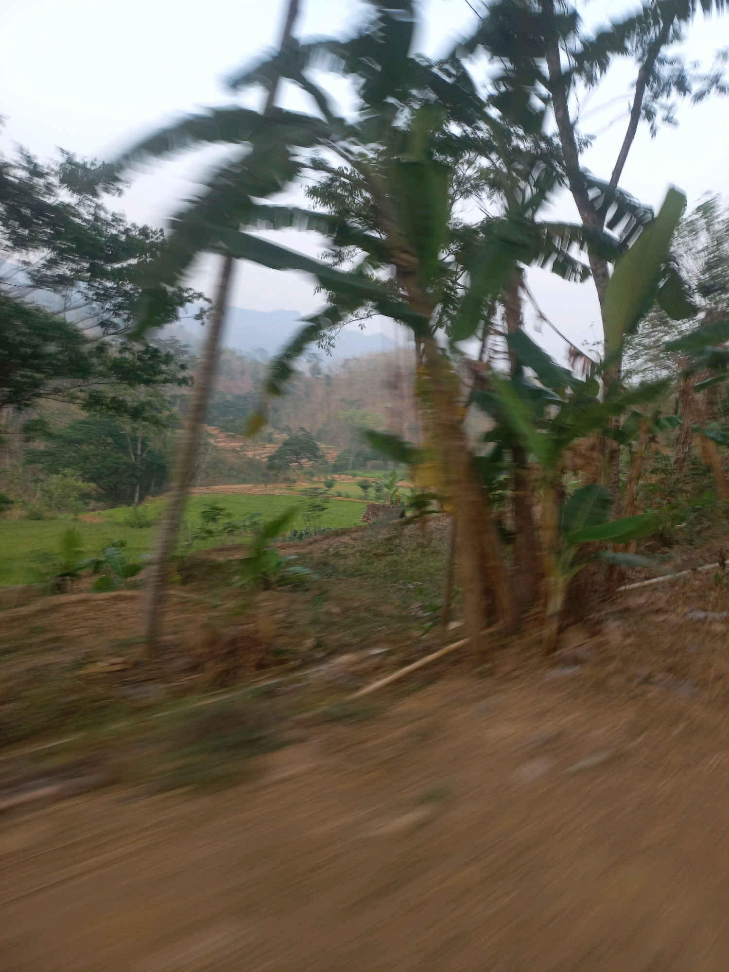 The image depicts a blurred, motion-captured view of a rural landscape in Sukoharjo, Indonesia. The foreground is dominated by a dirt path with dry grasses and foliage, indicating a natural or unpaved area. Several banana trees with large leaves are prominently featured in the mid-ground, their trunks appearing weathered and their leaves blurred by movement. Behind the banana trees, a section of cultivated green fields is visible, suggesting agricultural activity. The background reveals a gently sloping hillside covered in trees and vegetation, with a hazy, overcast sky. The overall impression is of a natural environment in a rural setting, likely captured from a moving vehicle due to the significant motion blur.