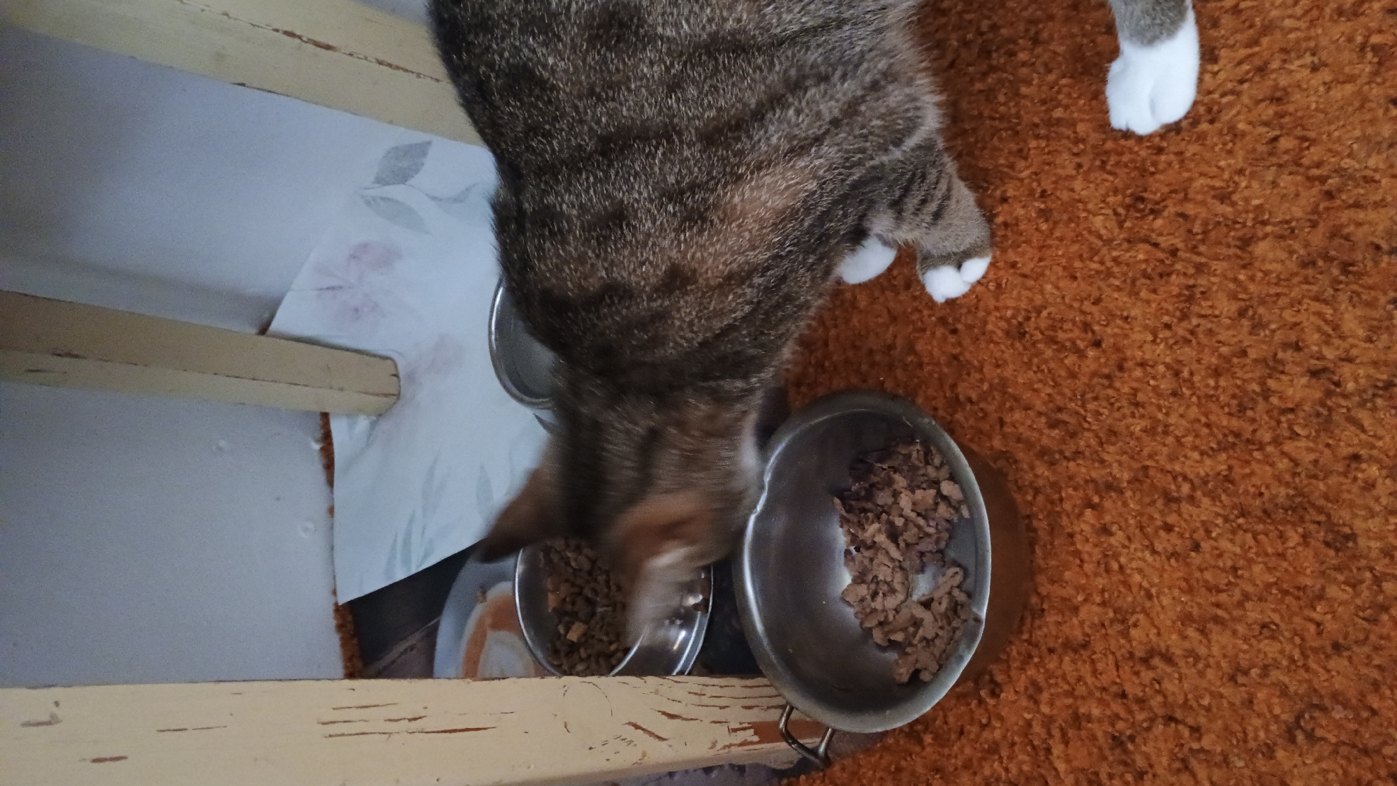 In Sokolov, Czechia, a tabby cat is seen eating from a silver bowl filled with wet cat food. The cat is positioned in the foreground, facing away from the viewer and leaning into the bowl. Behind the cat, another silver bowl contains dry cat food. The scene is set on a shaggy, rust-colored carpet, with the legs of a wooden chair visible in the background. The environment appears to be indoors, likely a domestic setting.
