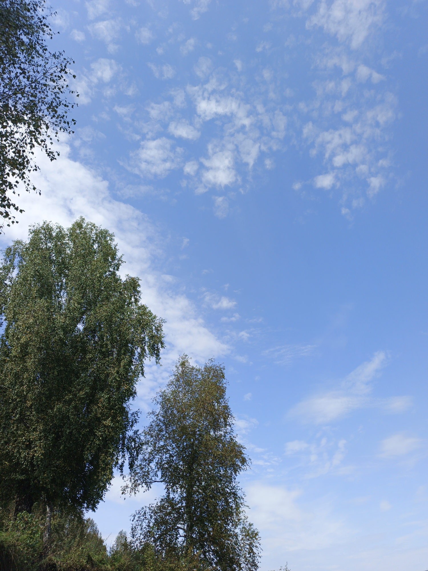 The image shows a view of the sky from ground level, with two trees in the foreground. The sky is a clear blue with scattered white clouds. The trees are full of green leaves and appear to be in a natural setting. There are no people or any other objects or actions visible in the image. The location is identified as Urtiushka, Russia.