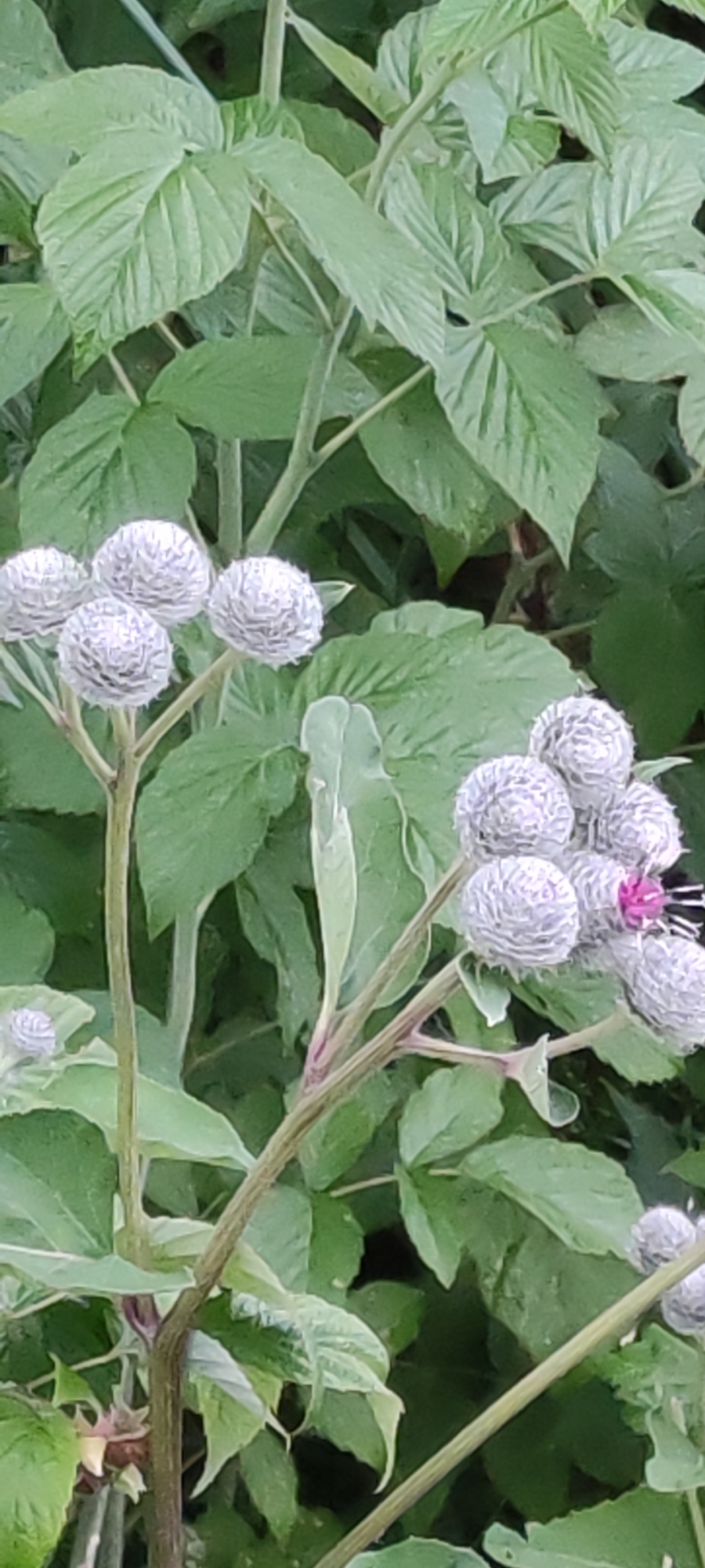 The image shows a close-up of burdock plants with their characteristic round, spiky seed heads. Some of the seed heads are light gray and appear to be in the process of developing, while one is partially opened, revealing a cluster of small pink florets and dark stamens. The plants are surrounded by lush green foliage, which appears to be out of focus. The lighting suggests an outdoor setting, likely in a natural or semi-natural environment. The specific location in Росинка Кп, Russia, is not visually discernible from the image alone, but the plant species suggests a temperate climate.