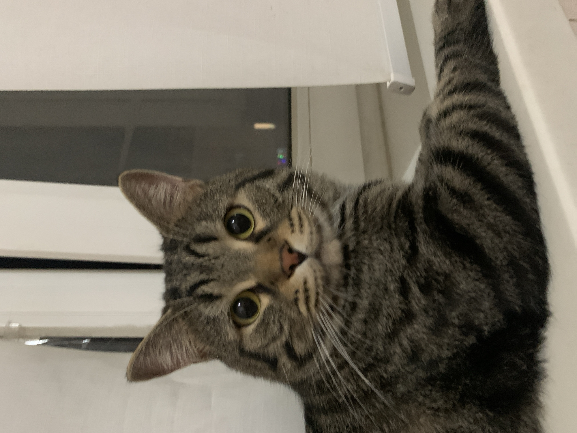 A tabby cat is seen from a low angle, appearing to climb or hang onto a white frame or surface. The cat's face is angled toward the camera with wide, yellow-green eyes. One of the cat's paws is extended upwards along the white frame. The background includes a window with an obscured view of a city at night. The location in the city is unknown.