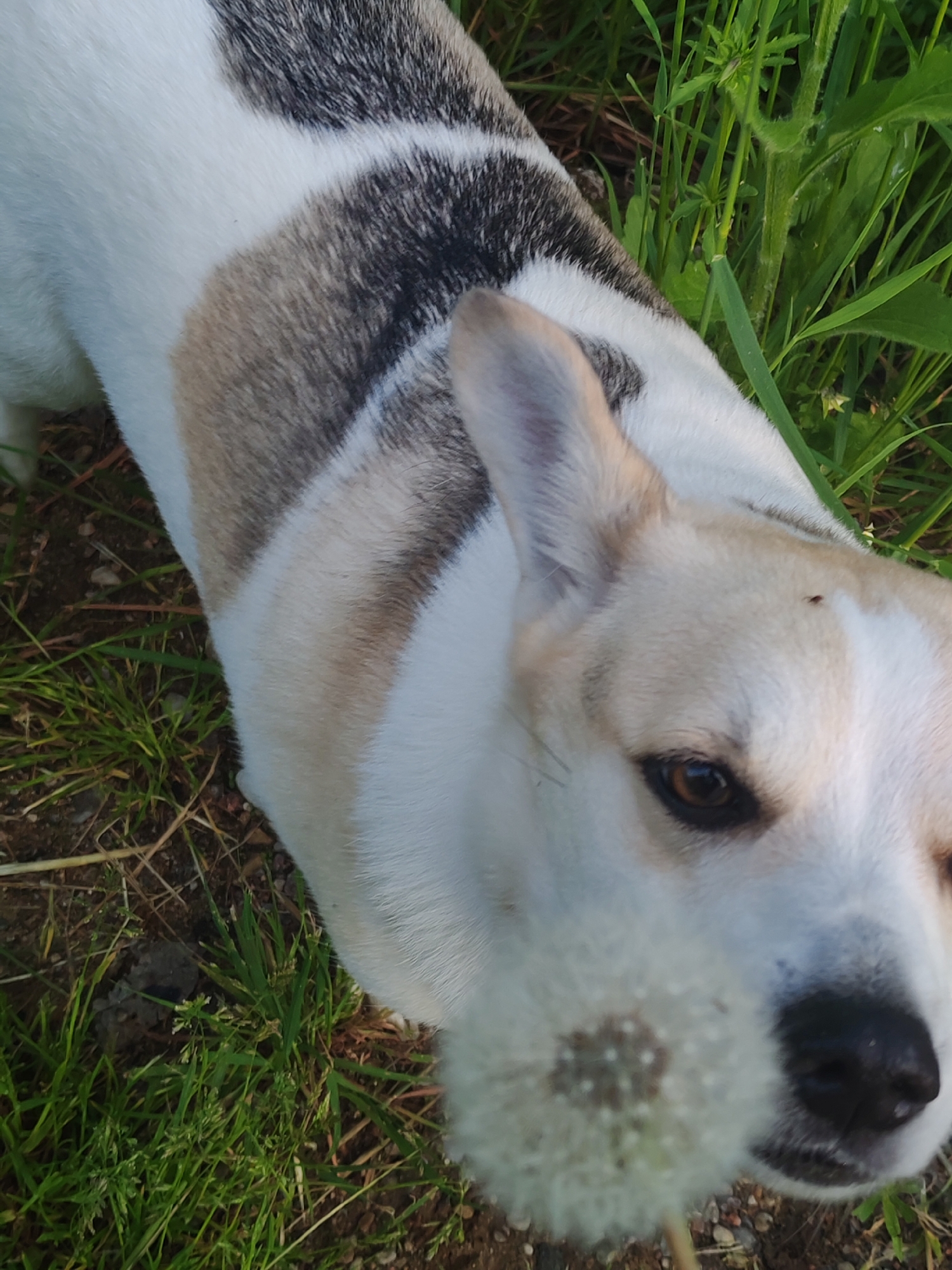 The image is an eye-level, close-up view of a dog outdoors in a grassy area. The dog has primarily white fur with patches of brown and gray/black on its head and back. A dandelion is positioned near the dog's nose. The background consists of green grass and vegetation. The location and city are unknown.