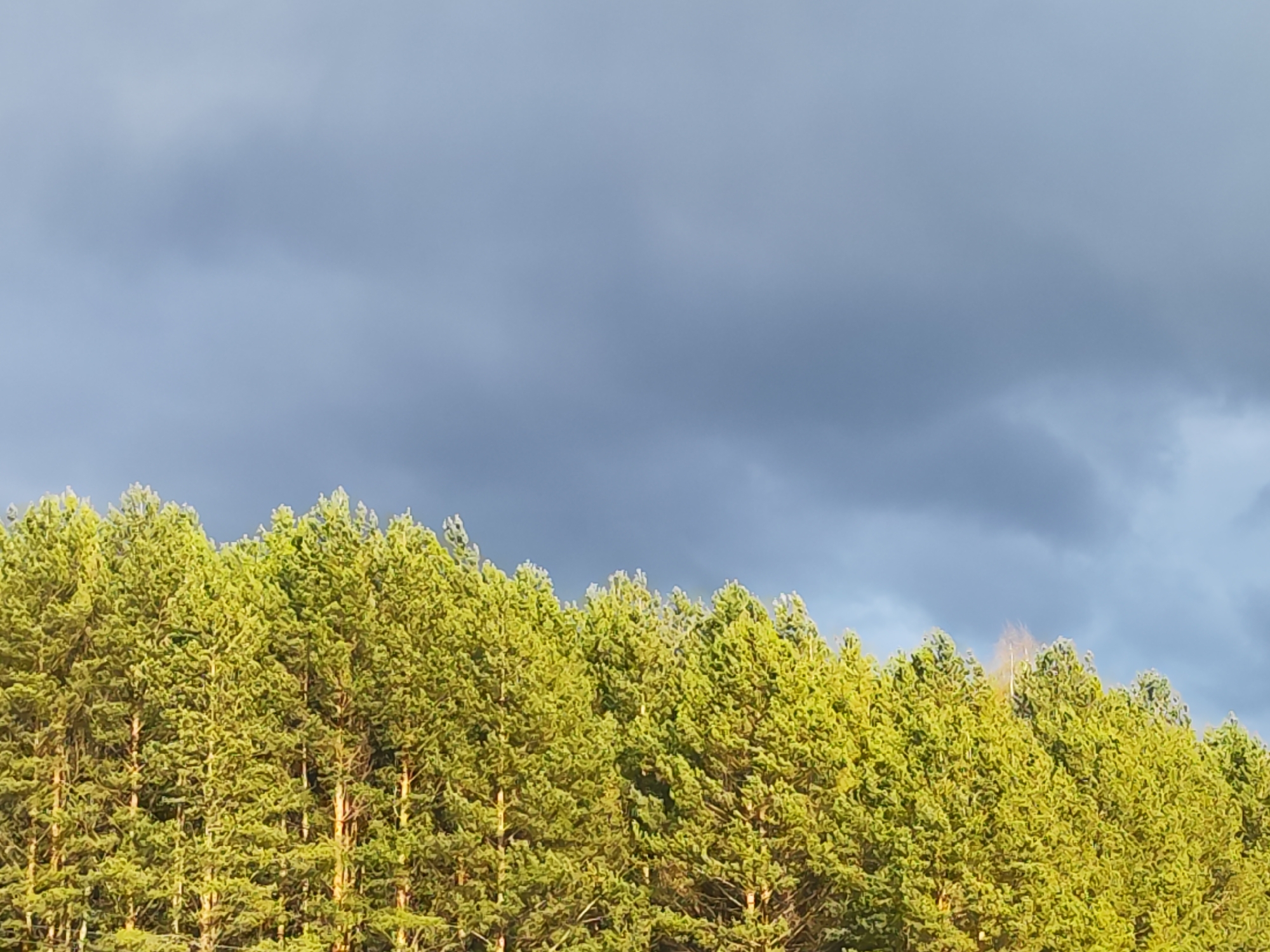 The image presents a striking natural landscape dominated by a dense forest under a dramatic sky. The lower portion of the frame is filled with the vibrant green canopy of numerous coniferous trees, likely pines, with some sunlit trunks visible through the foliage. The trees appear brightly illuminated, creating a strong contrast with the sky above.
The upper portion of the image shows a heavily overcast sky, characterized by dark, grey, and textured clouds that stretch across the frame. Towards the right side, there's a subtle hint of lighter sky or clouds, and a single, lighter-colored deciduous tree, possibly a birch with pale bark, stands out against the dark evergreens and sky.
There are no people or man-made objects visible, nor is there any discernible activity taking place. The scene captures a moment of nature, possibly during late afternoon or early morning, given the angled sunlight on the trees, which contrasts with the potentially stormy or heavily clouded weather. The location is a forest or woodland area, consistent with the provided context of Chaikovsky, Russia. No text is visible in the media.