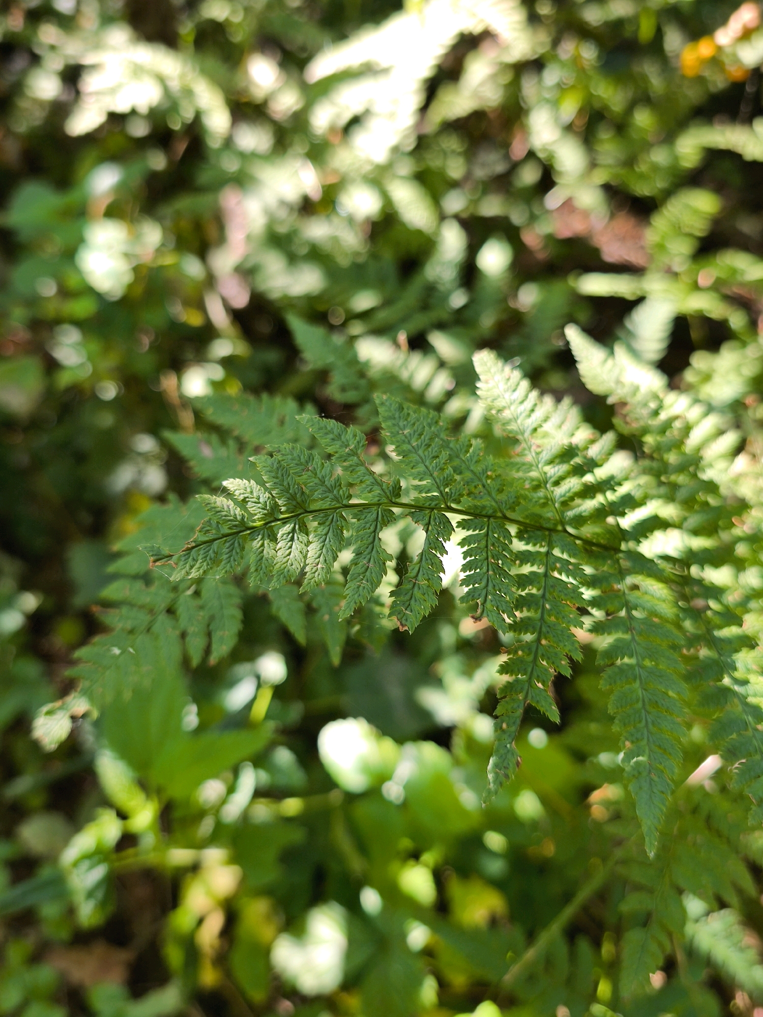 A close-up shot captures a vibrant green fern frond dominating the foreground. The frond is detailed, with many smaller leaflets branching off the main stem, displaying serrated edges and delicate textures. Sunlight filters through the dense foliage in the background, creating a bokeh effect of soft, luminous circles of light and blurred green shapes. The overall impression is one of lush, natural greenery, suggesting an outdoor environment. This image was taken in Mahilyow, Belarus.