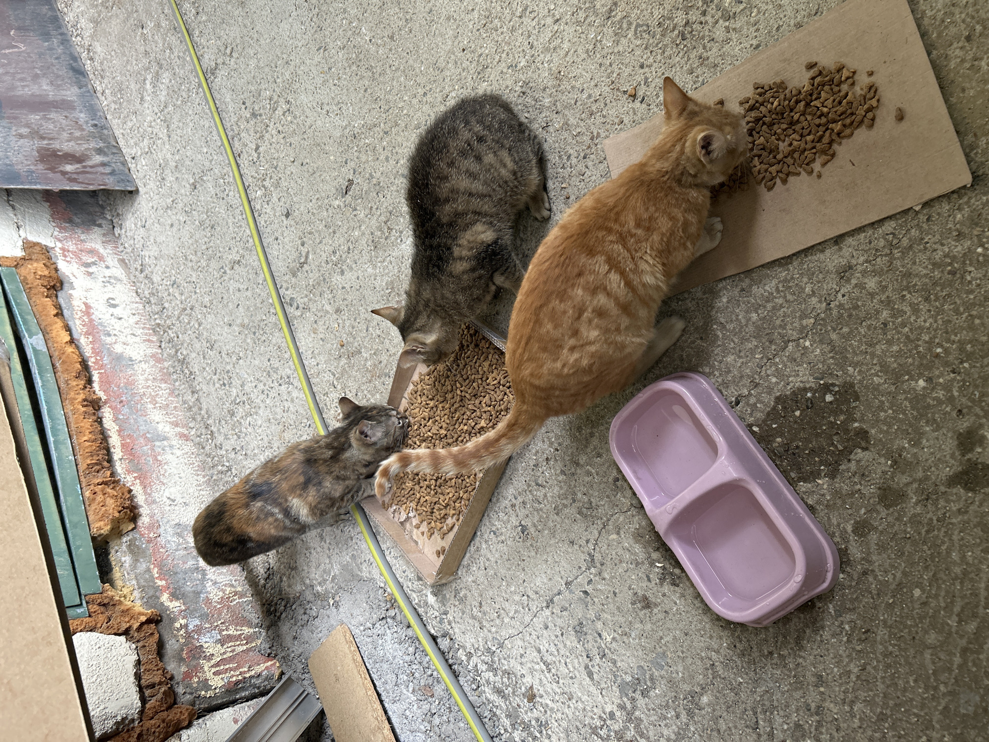 The image depicts three cats eating from cardboard containers on a concrete floor. An orange cat is eating from one container, a grey tabby cat is eating from another, and a calico cat is eating from a third. There is also an empty purple pet food dish on the floor. A yellow cord runs diagonally across the floor. The location is inferred to be in Struma, Bulgaria based on the request but there is no indication in the image.