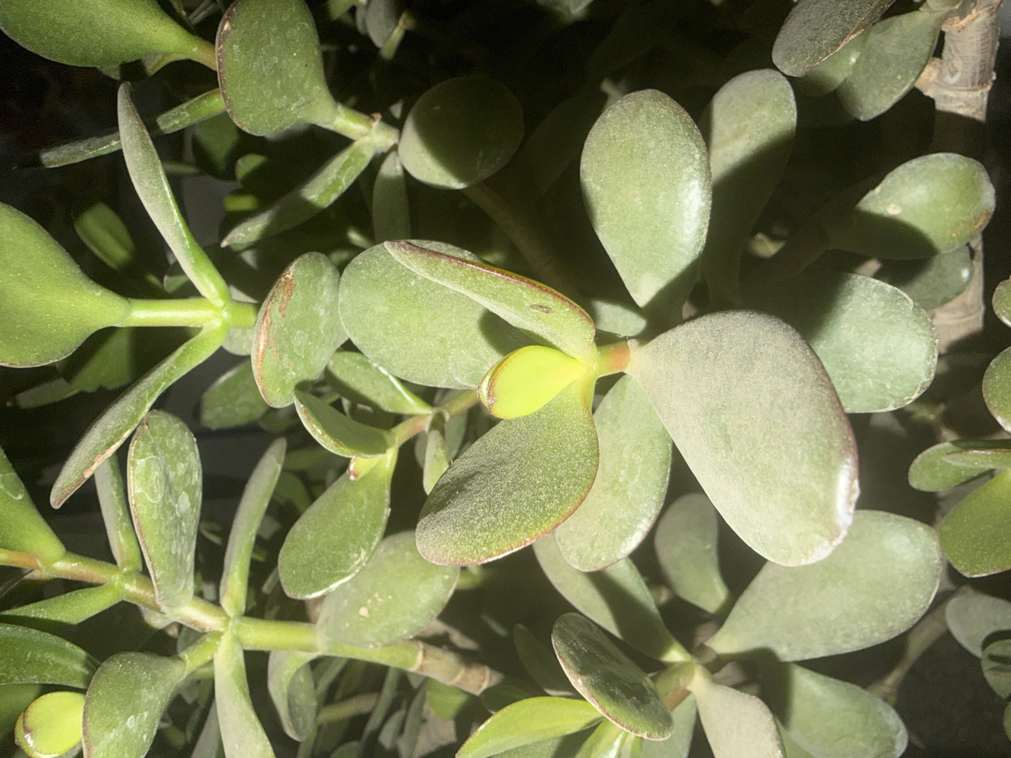 The image shows a close-up view of a jade plant. The plant has thick, fleshy, oval-shaped leaves that are a deep green color. The leaves are arranged in opposite pairs along the stems. The stems are woody and brown. There is a faint dusting of what appears to be soil or pollen on the leaves. The lighting suggests the plant is indoors, possibly in a dimly lit environment. There are no people or other objects visible in the image. The location of the image in Armavir, Armenia cannot be determined from the visual information provided.