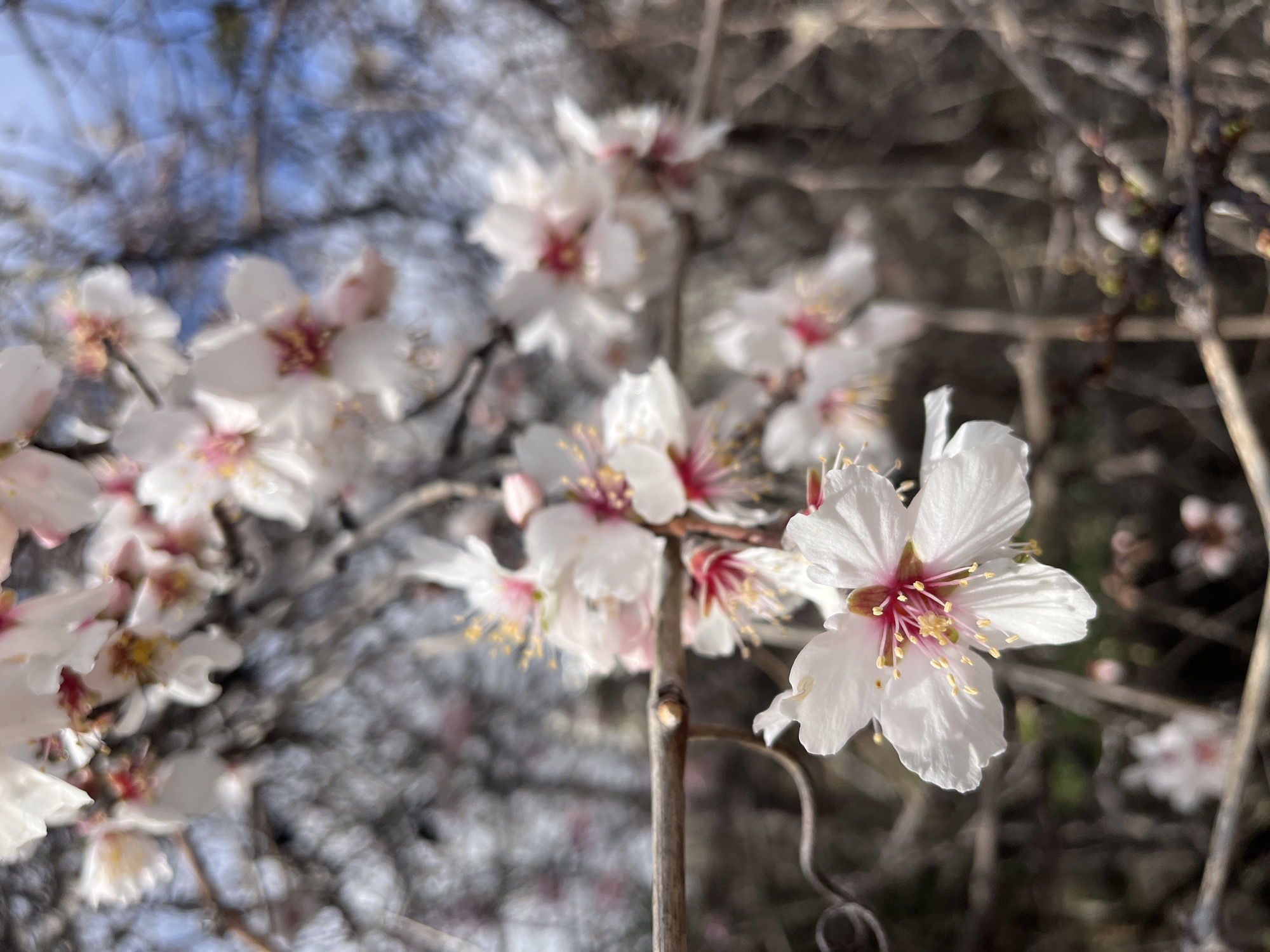 A close-up photographic record depicts a section of a blooming almond tree branch in Varna, Bulgaria. The primary subject is a cluster of white blossoms with distinct pinkish-red centers and yellow stamens, indicative of early spring. One flower located in the lower-center foreground is in sharp focus, revealing detailed white petals, a prominent pink and red pistil, and numerous radiating yellow-tipped stamens. Other blossoms and bare, brown, gnarled branches are visible in varying degrees of soft focus throughout the composition, suggesting a shallow depth of field. The background consists of blurred brown branches and areas of light blue, consistent with an outdoor environment under a clear or partly cloudy sky. No human figures or additional objects are present in the frame.