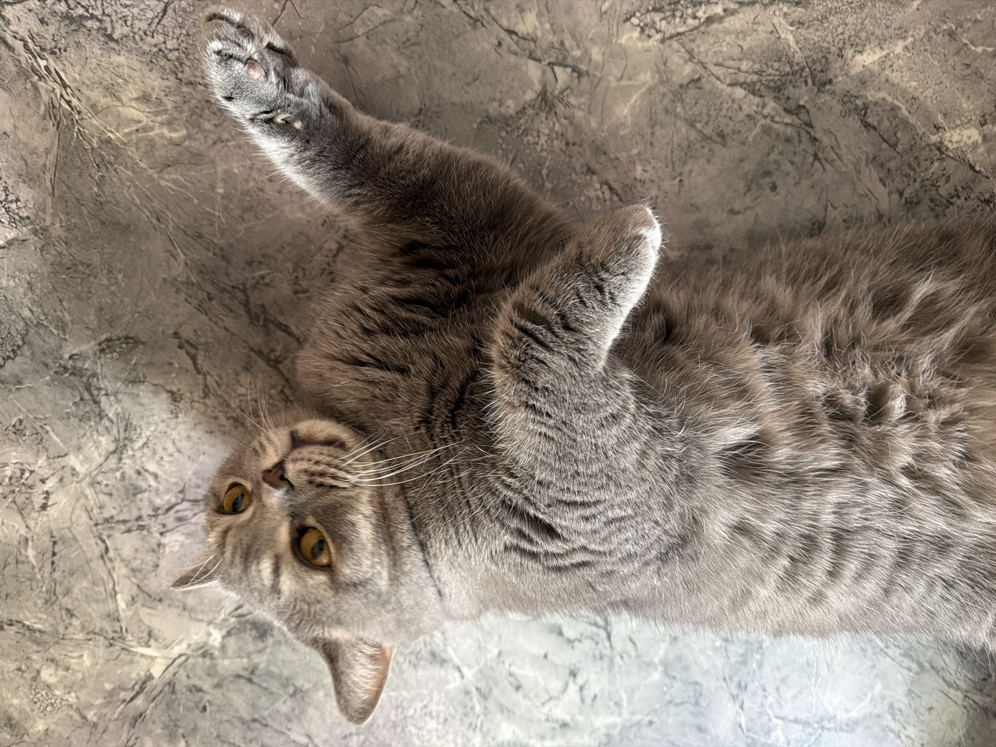 An overhead shot captures a domestic cat lying on its back, with its head tilted and looking directly at the camera. The cat has dense, short, grey fur with subtle tabby markings visible on its face, and striking amber-gold eyes that appear wide and attentive. Its body is stretched out, with one front paw extended upwards and the other curled inwards, suggesting a relaxed or playful posture. The cat's expression is curious and engaged. It rests on a textured surface that resembles marbled grey and white flooring or a countertop, featuring irregular patterns and varying shades of grey. The lighting creates gentle highlights on the cat's fur and the background texture. No text is visible in the image. The location context provided is Perm, Russia.