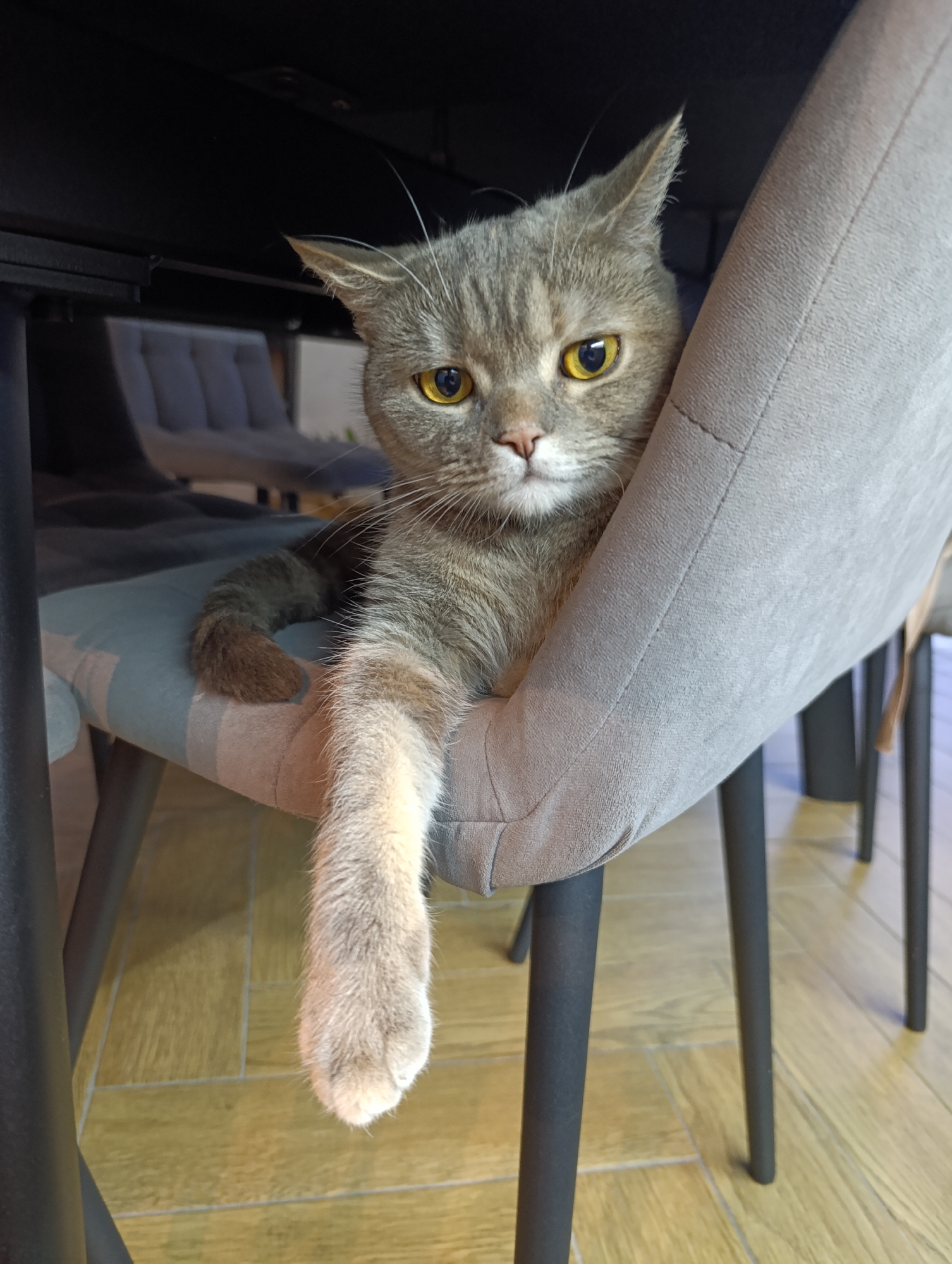 A medium shot captures a gray British Shorthair cat lounging on a gray upholstered chair, positioned under a dark-colored table. The cat's right paw is extended downward, resting outside the chair. The cat's fur is mostly gray, with a lighter color on its lower right leg and paw. The cat's eyes are a striking yellow color. In the background, two additional gray upholstered chairs are partially visible. The floor is covered with light brown wooden tiles. The photo was taken inside a building, likely a home, in the city of Chaikovsky, Russia.