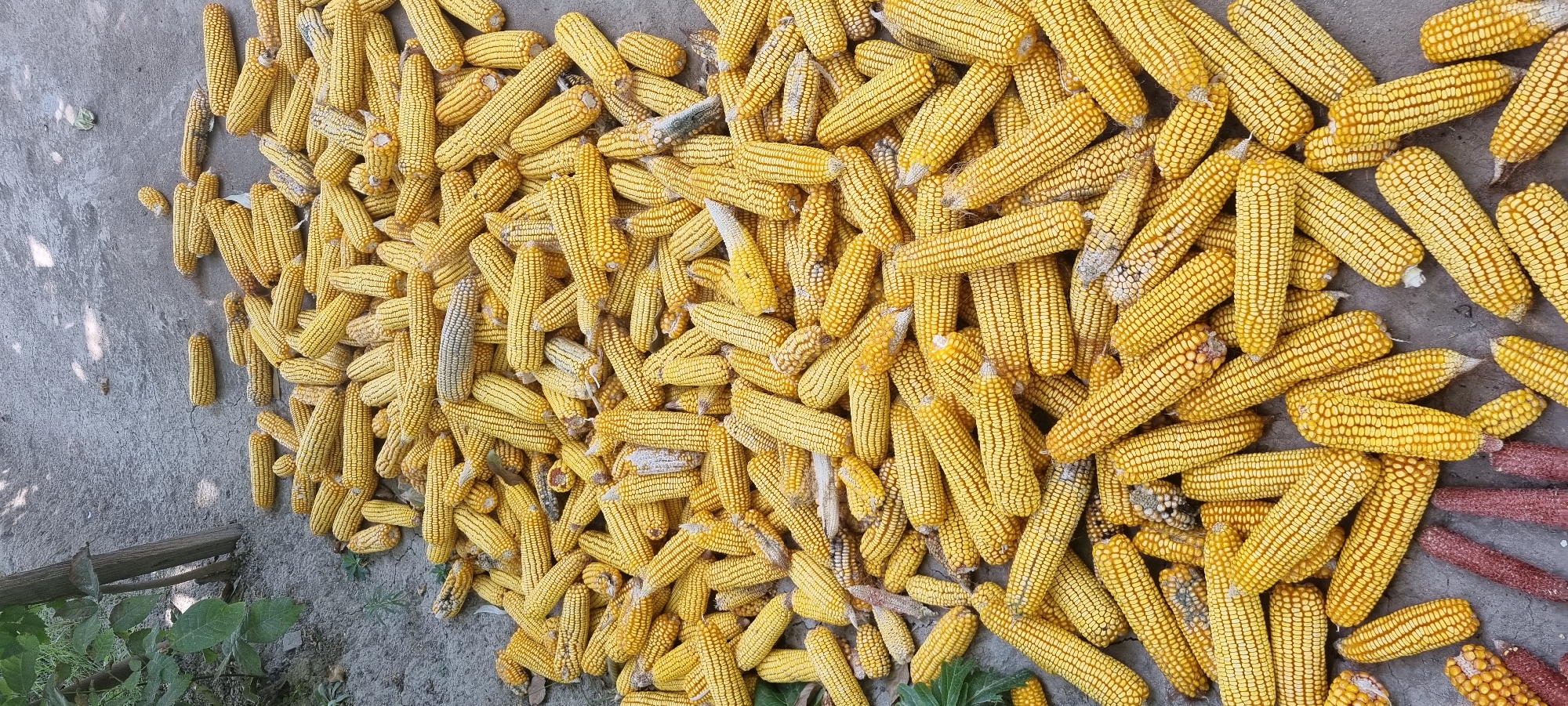 In Ҷомӣ, Tajikistan, a pile of harvested corn cobs lies on a dirt ground. The corn cobs are mostly yellow, with some showing slight discoloration or patches of mold. They are arranged in a loose, scattered manner, with some overlapping and others lying separately. The ground is a textured, grayish-brown surface, indicative of dry soil or gravel. In the background, a wooden post and some green foliage are visible, suggesting an outdoor setting, possibly a farm or a rural area. The lighting suggests it is daytime, with some shadows cast on the ground, indicating sunlight. There are no people or animals present in the image.