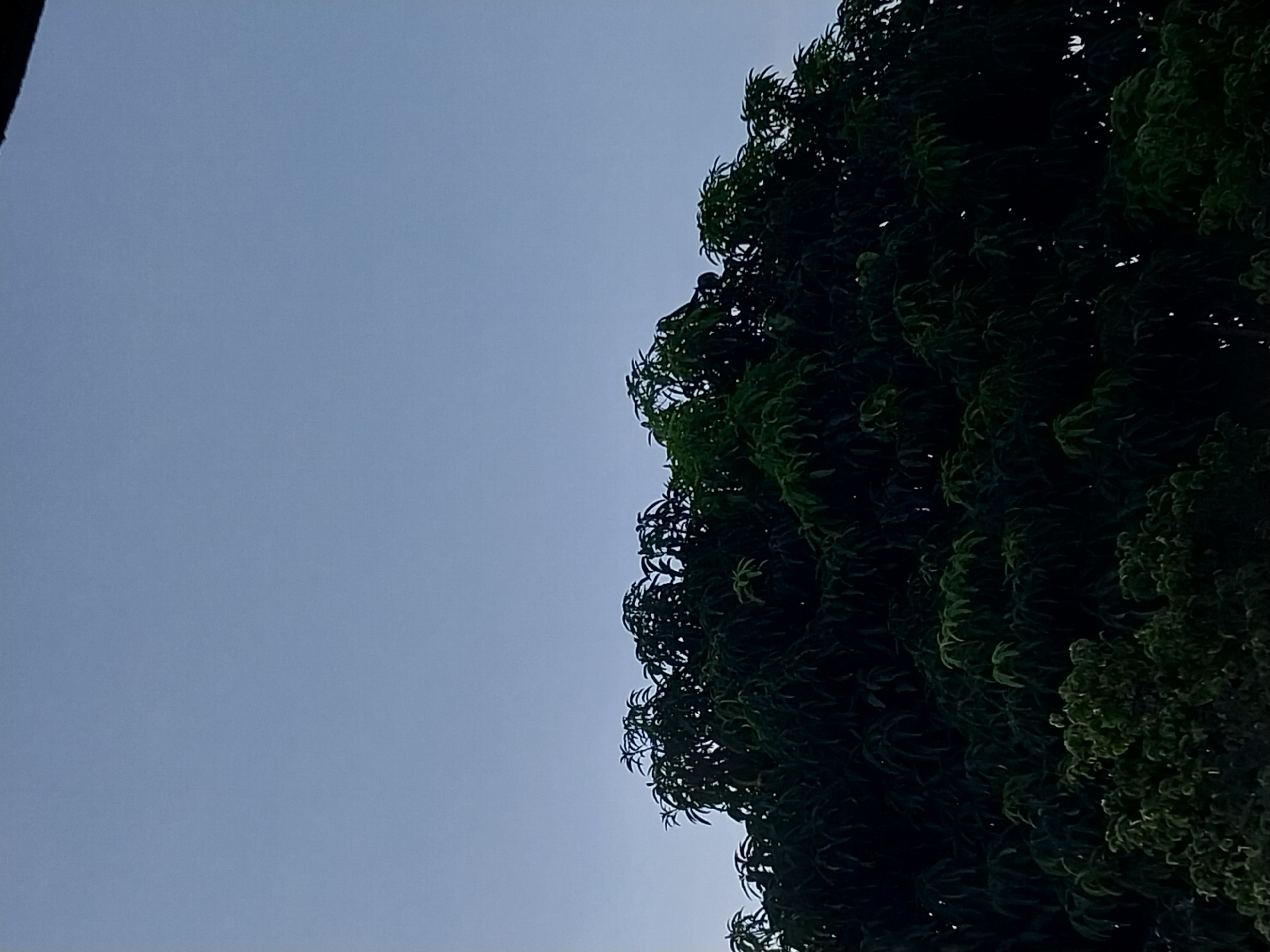 The image shows a partial view of a tree against a clear blue sky. The tree is densely foliated with dark green leaves. The location is Tinaquillo, Venezuela.