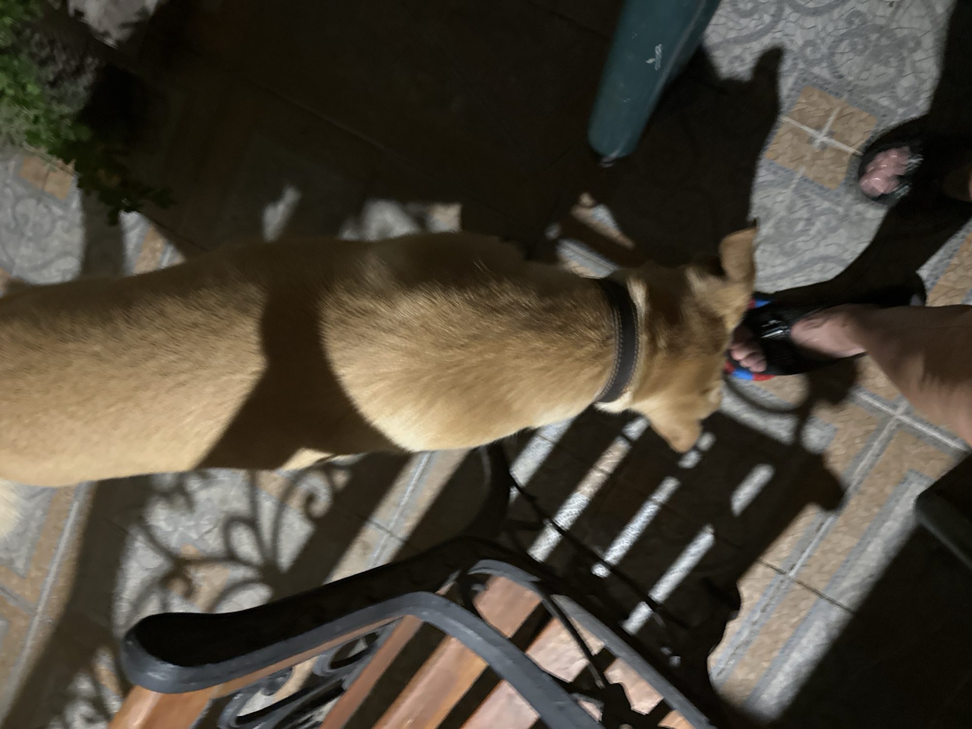 A dog with tan fur and a dark collar is seen from a high angle, standing over a person's feet wearing sandals. The dog appears to be sniffing at the ground or the sandals. The environment is an outdoor tiled area with a shadow cast from what appears to be a bench with wooden slats and metal detailing. A green object is visible in the background. The lighting suggests it is nighttime or a dimly lit area with artificial light casting distinct shadows. The scene is not specifically located in Sochi, Russia.