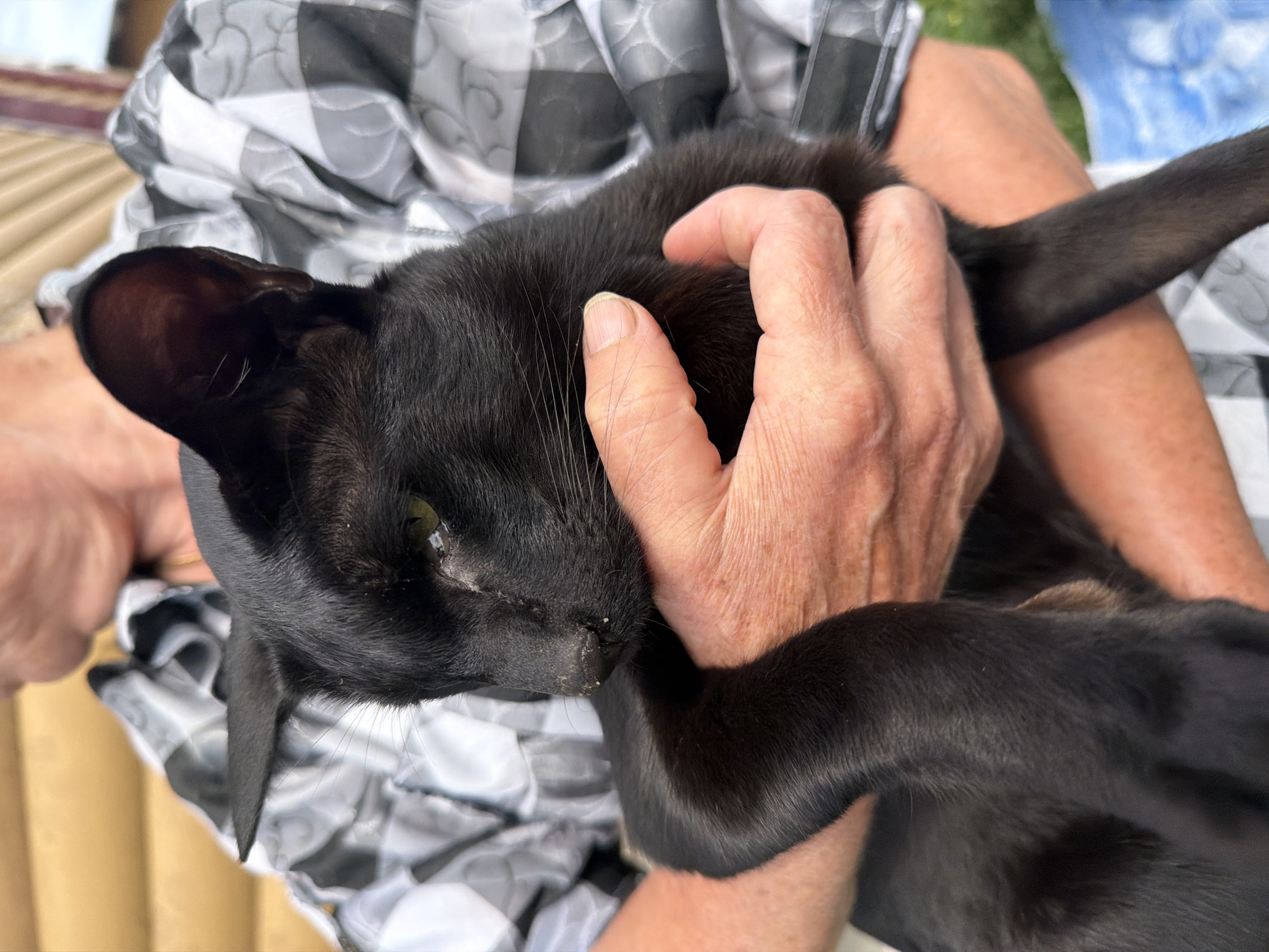 A person is holding a black cat in their arms. The person is wearing a black and white checkered shirt. The cat is looking to the left and its fur is sleek and dark. The person's hands are gently supporting the cat. The background appears to be outdoors, with some wooden structure and greenery visible. This image was taken in Novosibirsk, Russia.
