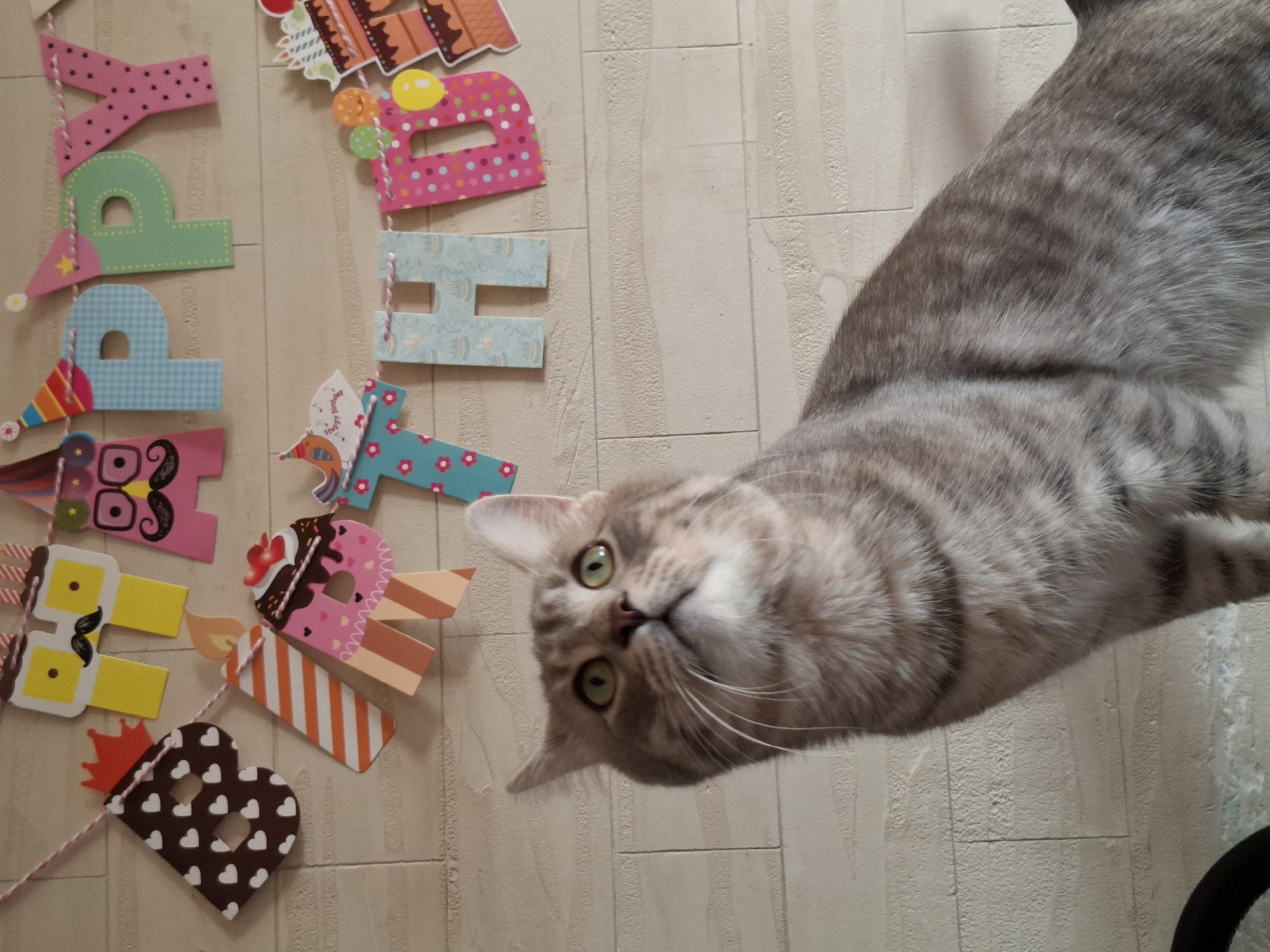 A close-up shot features a gray tabby cat lying on a tiled floor, with a "HAPPY BIRTHDAY" banner arranged nearby. The banner, made of colorful cardboard letters, includes birthday-themed decorations. The cat is looking up at the camera with its green eyes and a curious expression. The floor has a light beige color and a slightly textured surface. The scene is presumably indoors. The location in the city of Novi Sad, Serbia cannot be determined from the image.